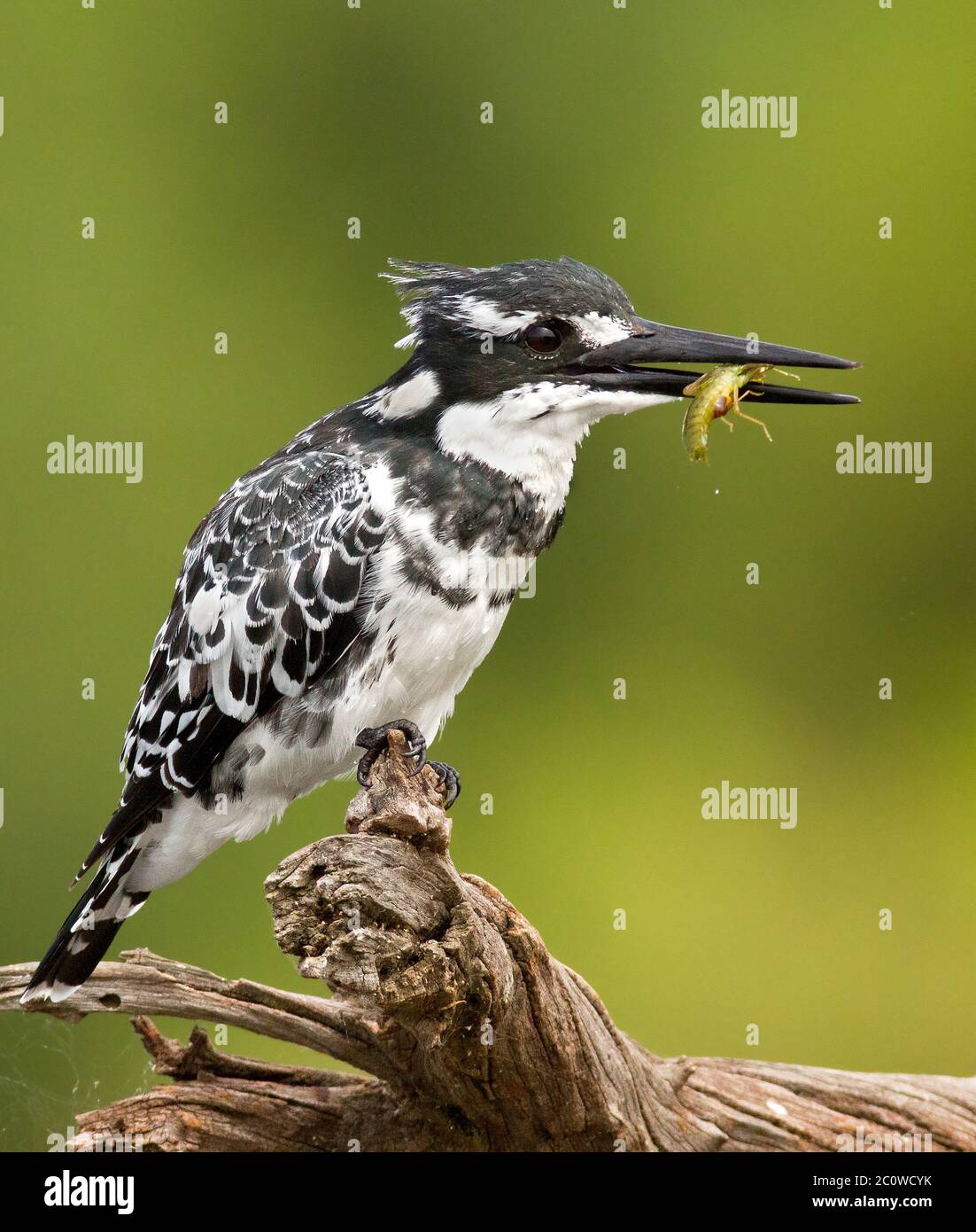 pied kinfisher with fish Stock Photo