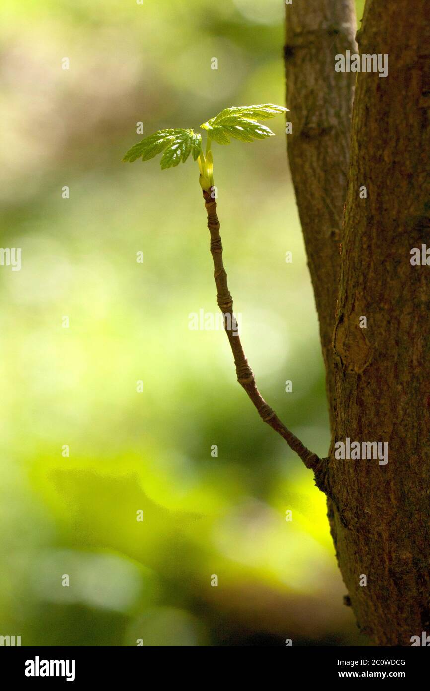 life exist existence living lives live tree wood spring grow forest shine Stock Photo Alamy