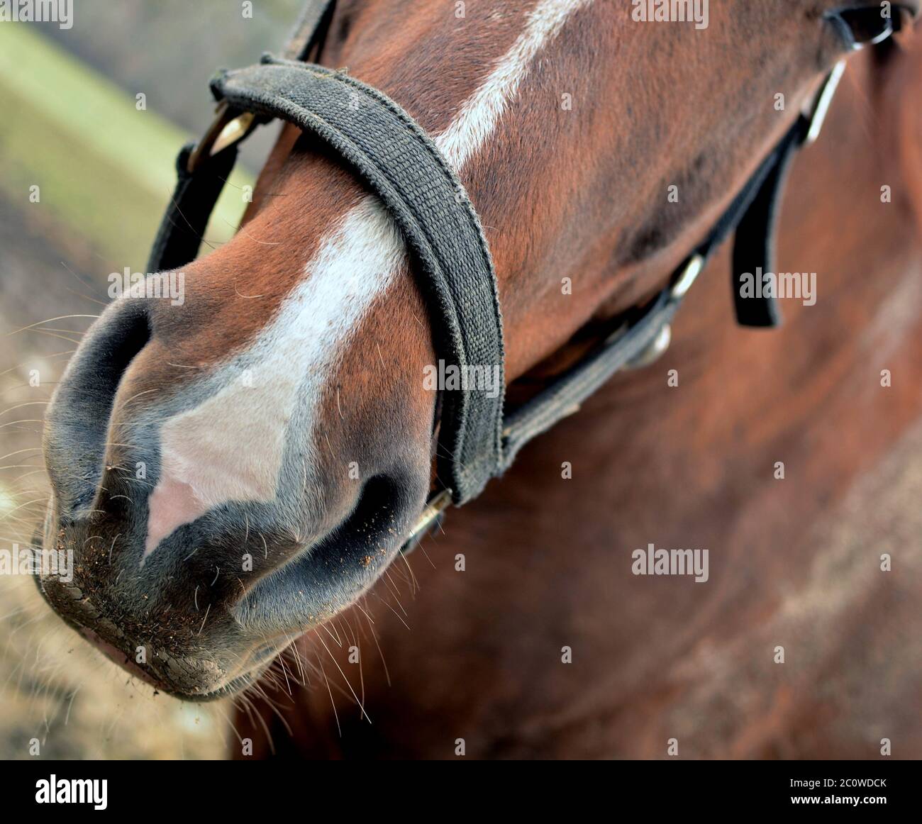 horse halter nostrils horse skin halter drawing photo picture image copy Stock Photo Alamy
