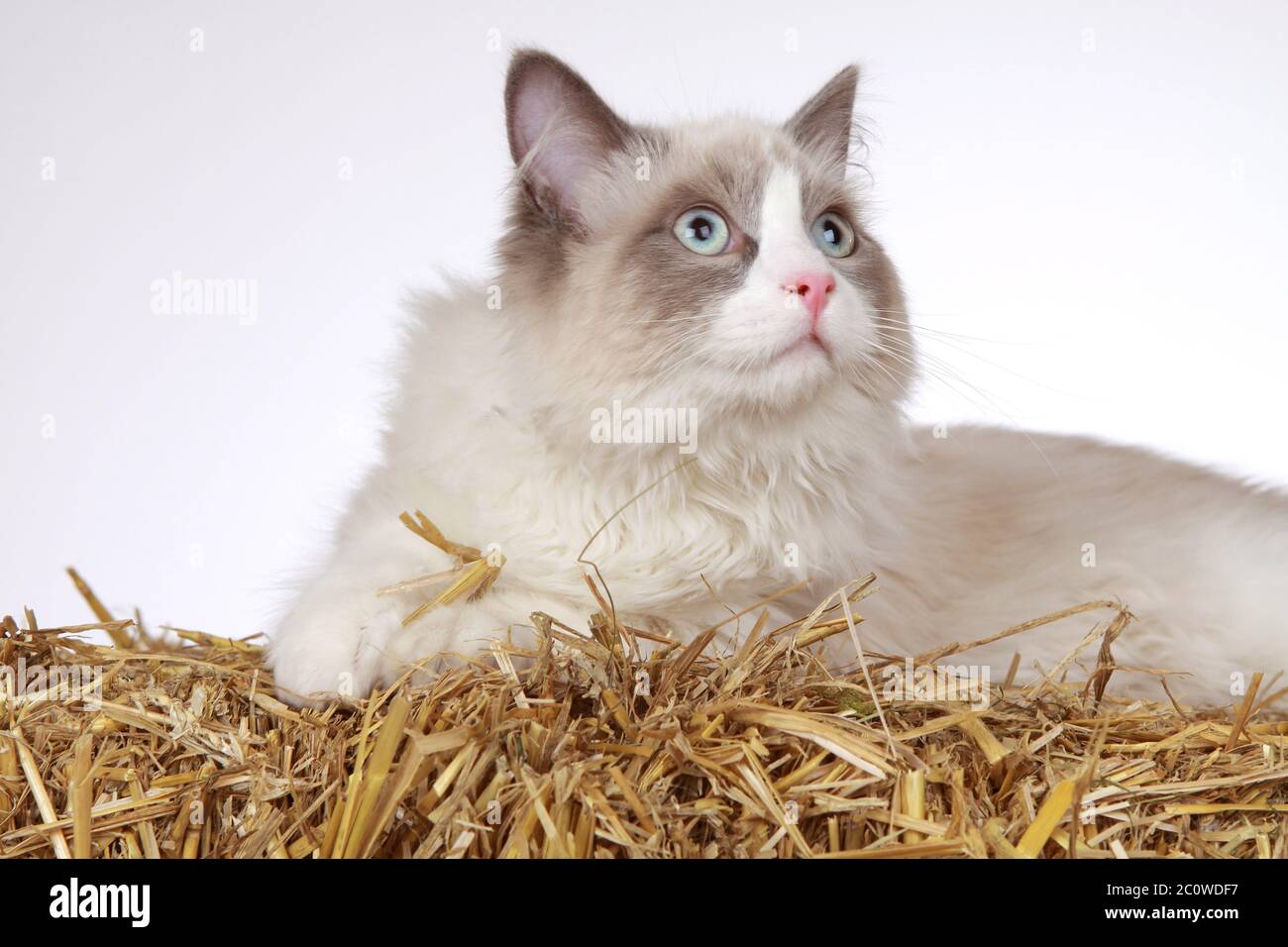 Ragdoll hi-res stock photography and images - Alamy