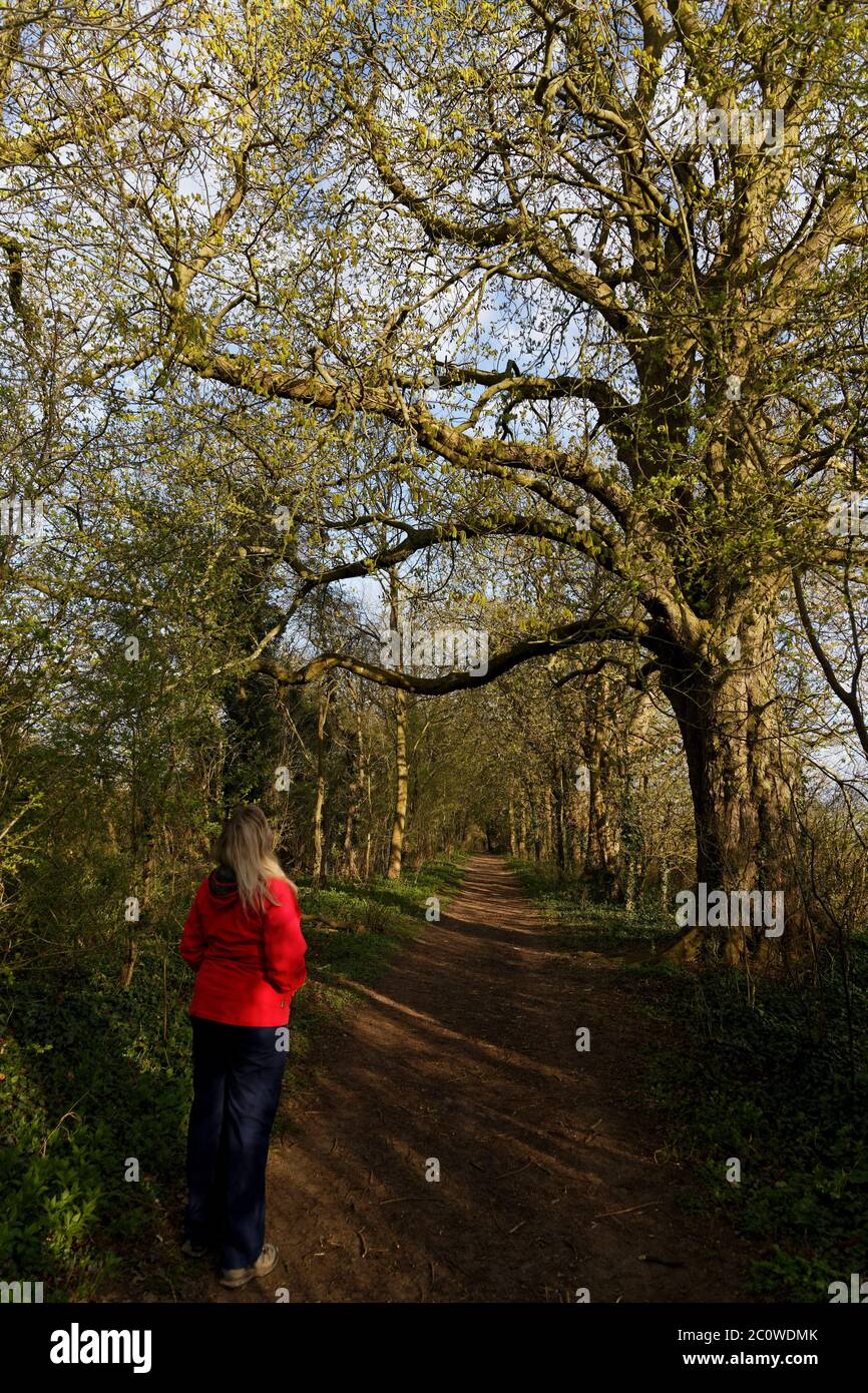 Female walker in red looking at a Horse chestnut tree on a bridleway Newton Tony Wiltshire Stock Photo