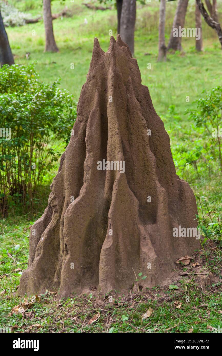 termite mound Stock Photo