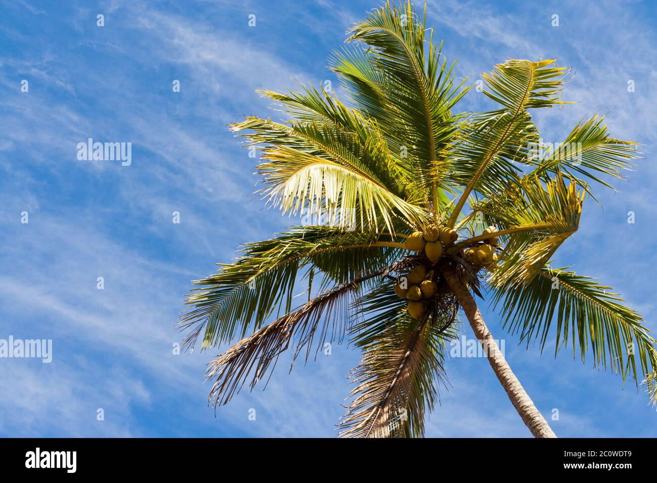 worms eye, blue, tree, palm tree, coco, firmament, sky, worms eye, blue, tree, Stock Photo