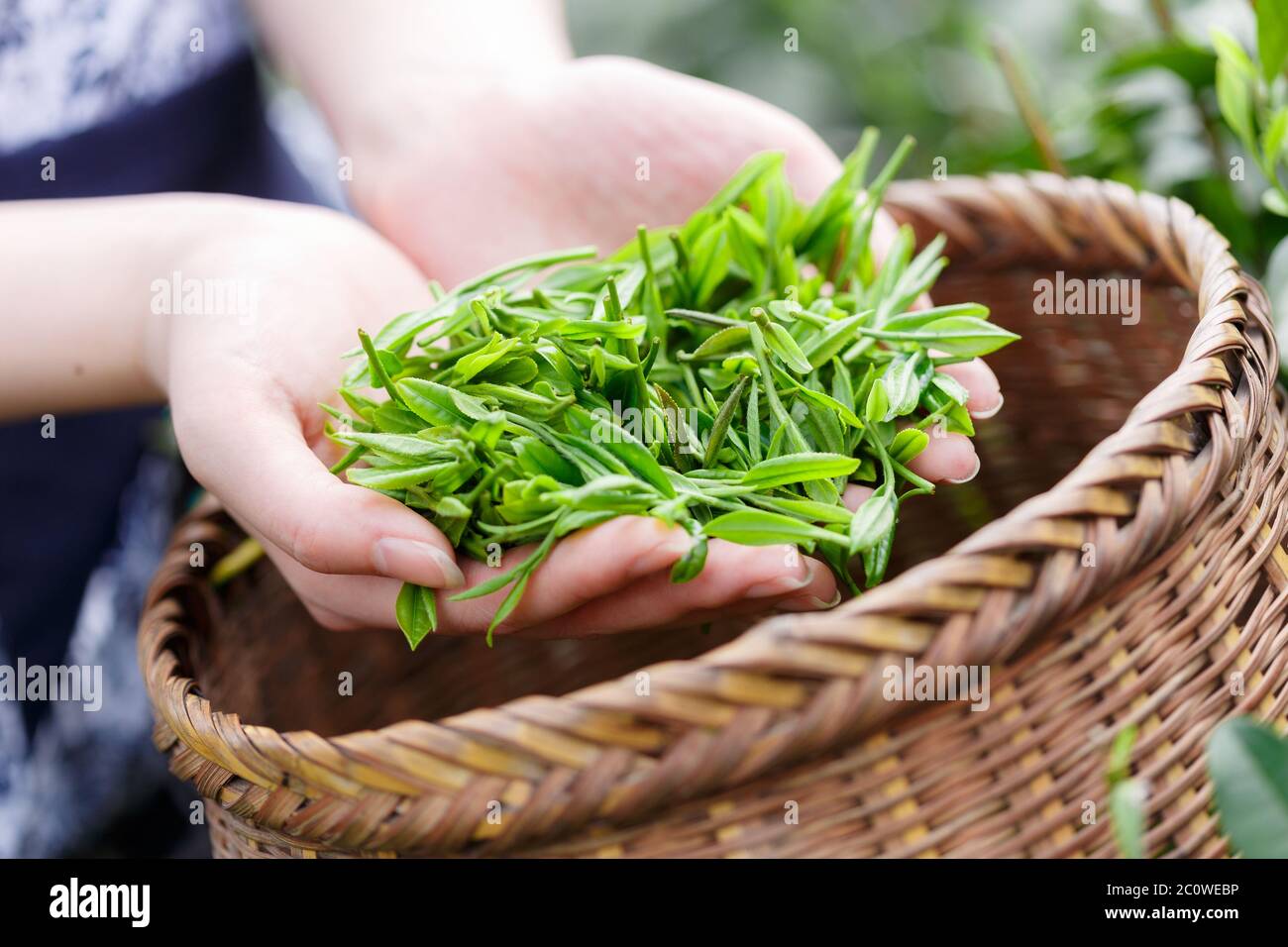 beautiful asian girl picking tea Stock Photo