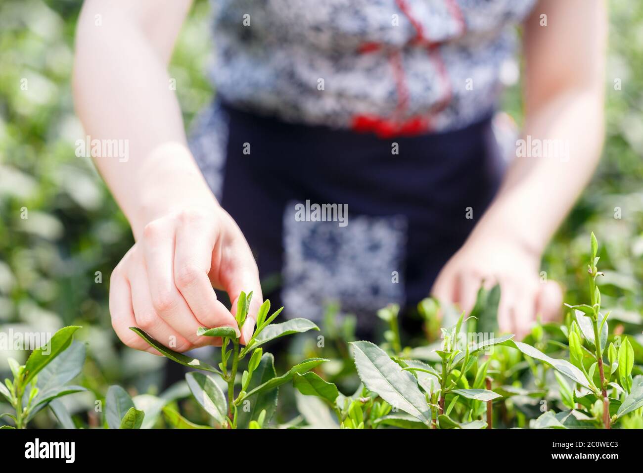 beautiful asian girl picking tea Stock Photo