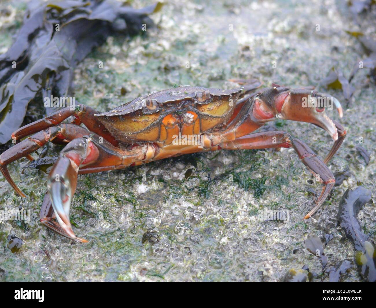 A defensive red back crab in a rock pool. Stock Photo