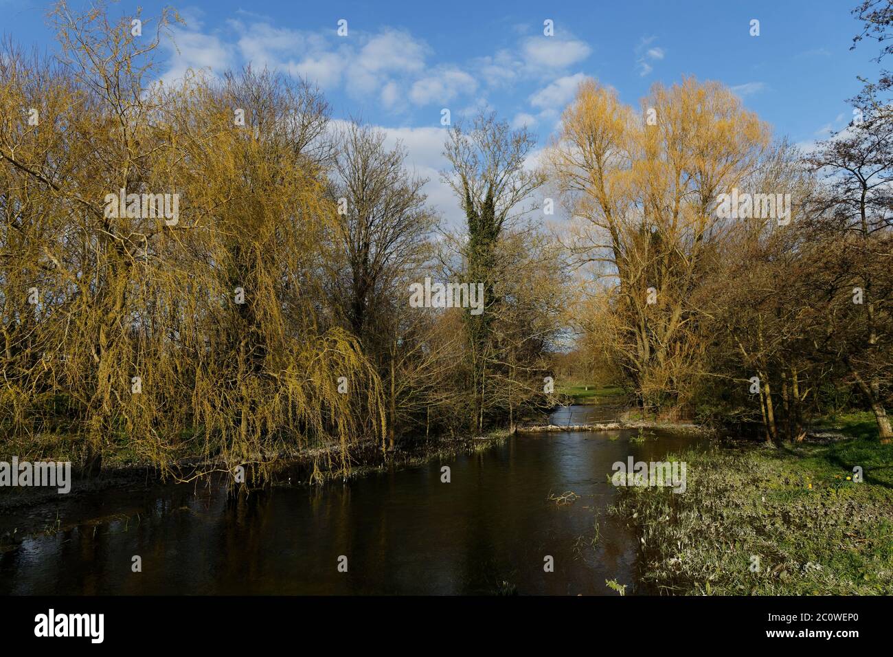 River Bourne and willow trees with yellow stems in the spring Newton Tony Wiltshire Stock Photo