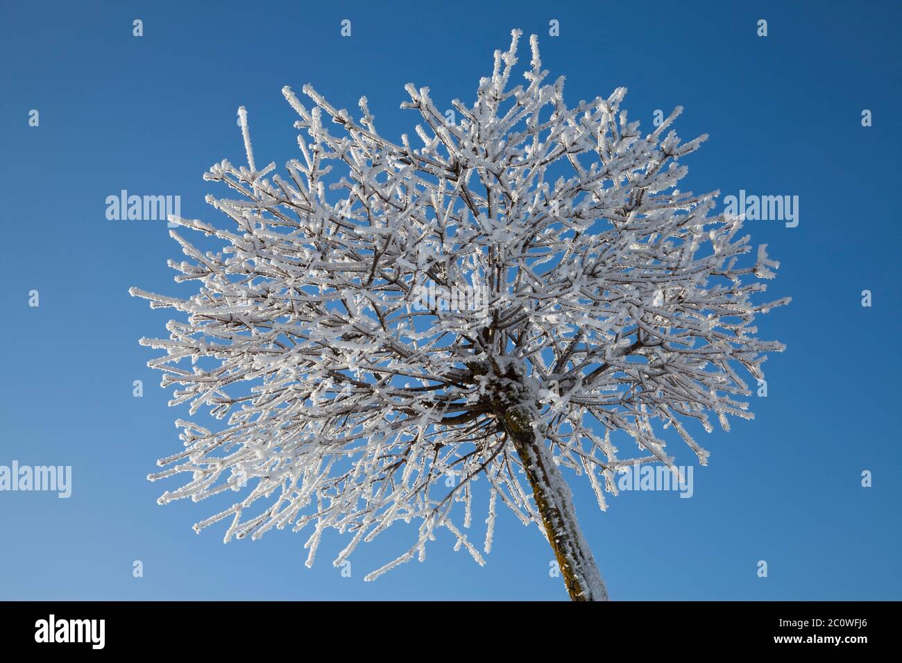 tree with hoarfrost in winter Stock Photo