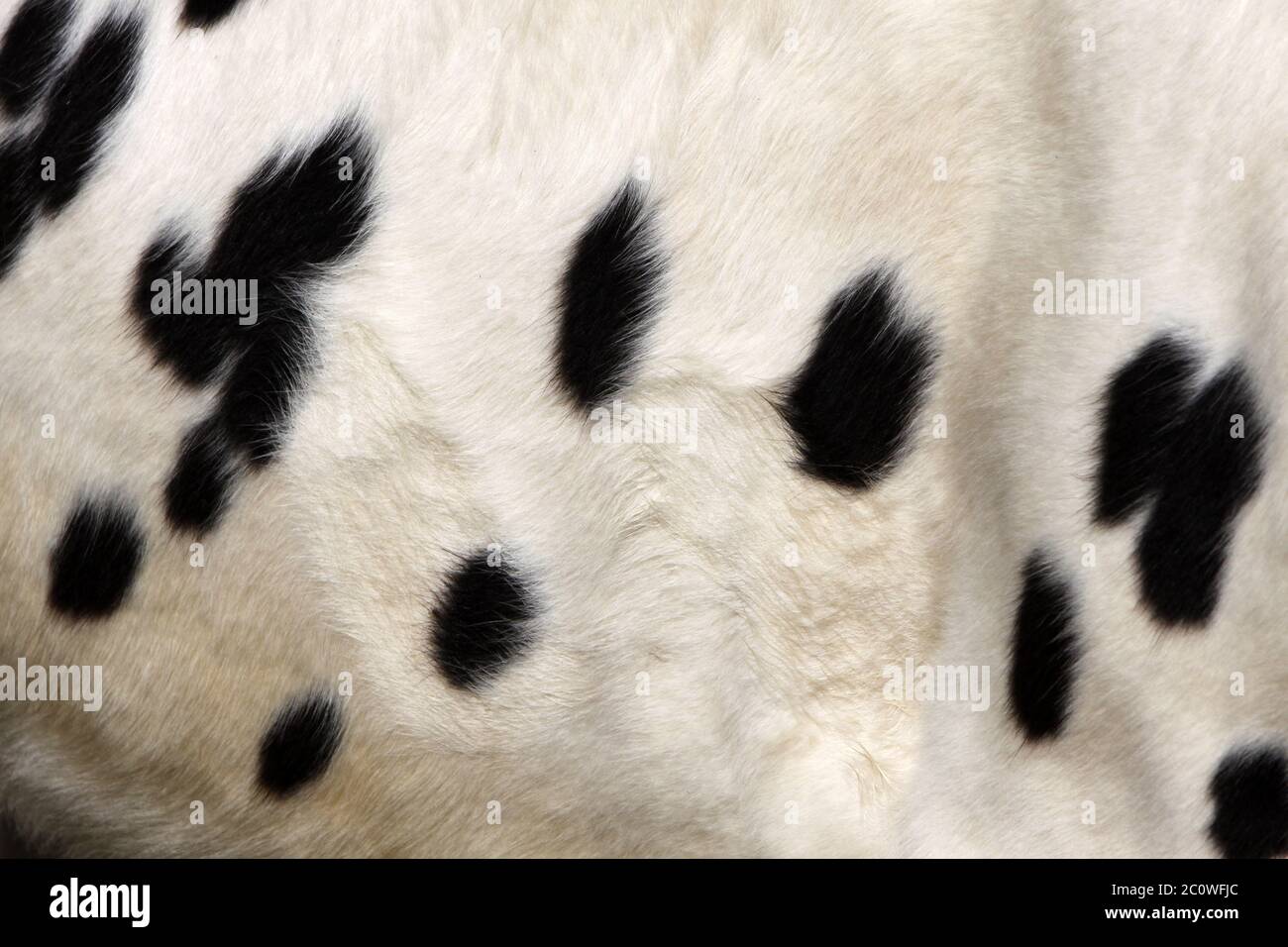 cowhide Stock Photo
