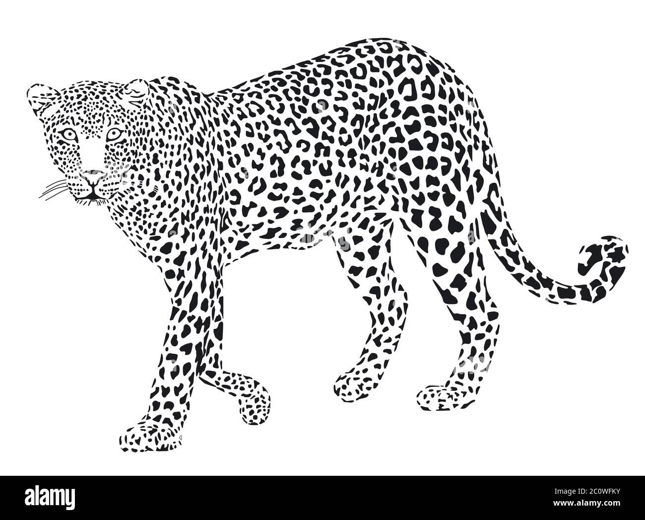 leopard black and white Stock Photo