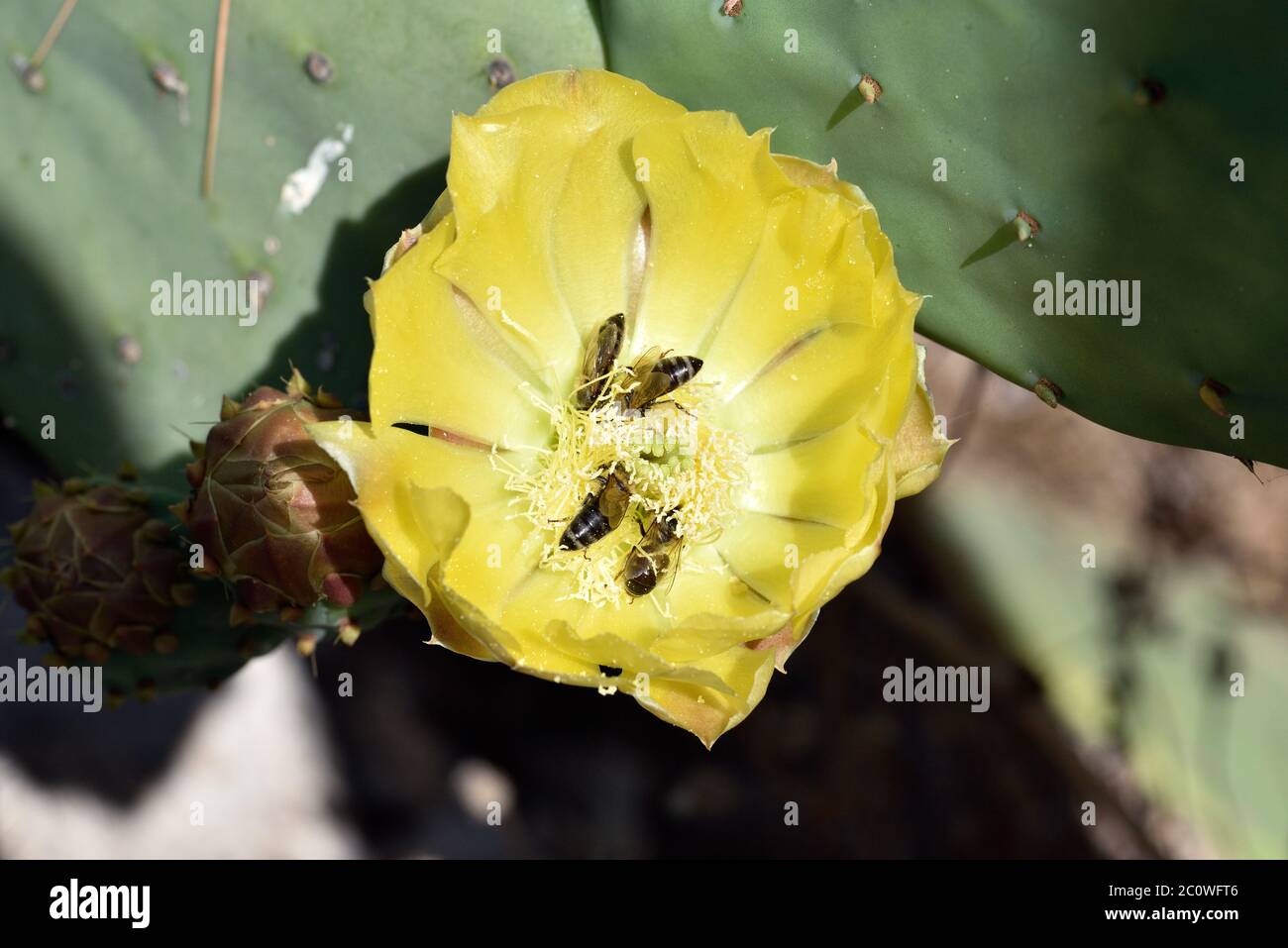 Cactus flower full of bees in Athens, Greece Stock Photo