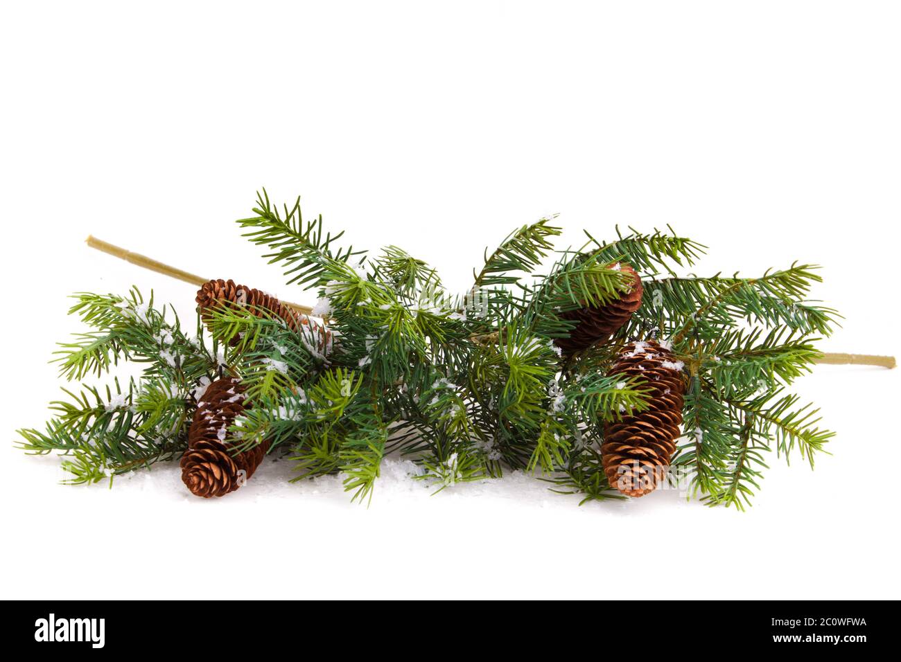 pine cones with pine branches. cone and christmas tree isolated on ...