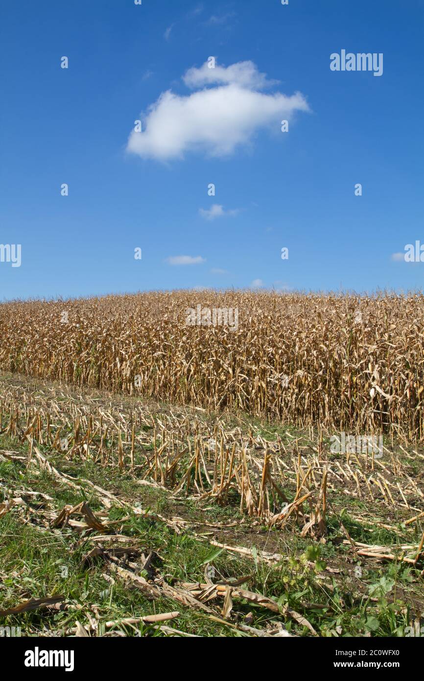 agriculture, farming, corn, cornfield, agrarian economy, harvest, food, Stock Photo
