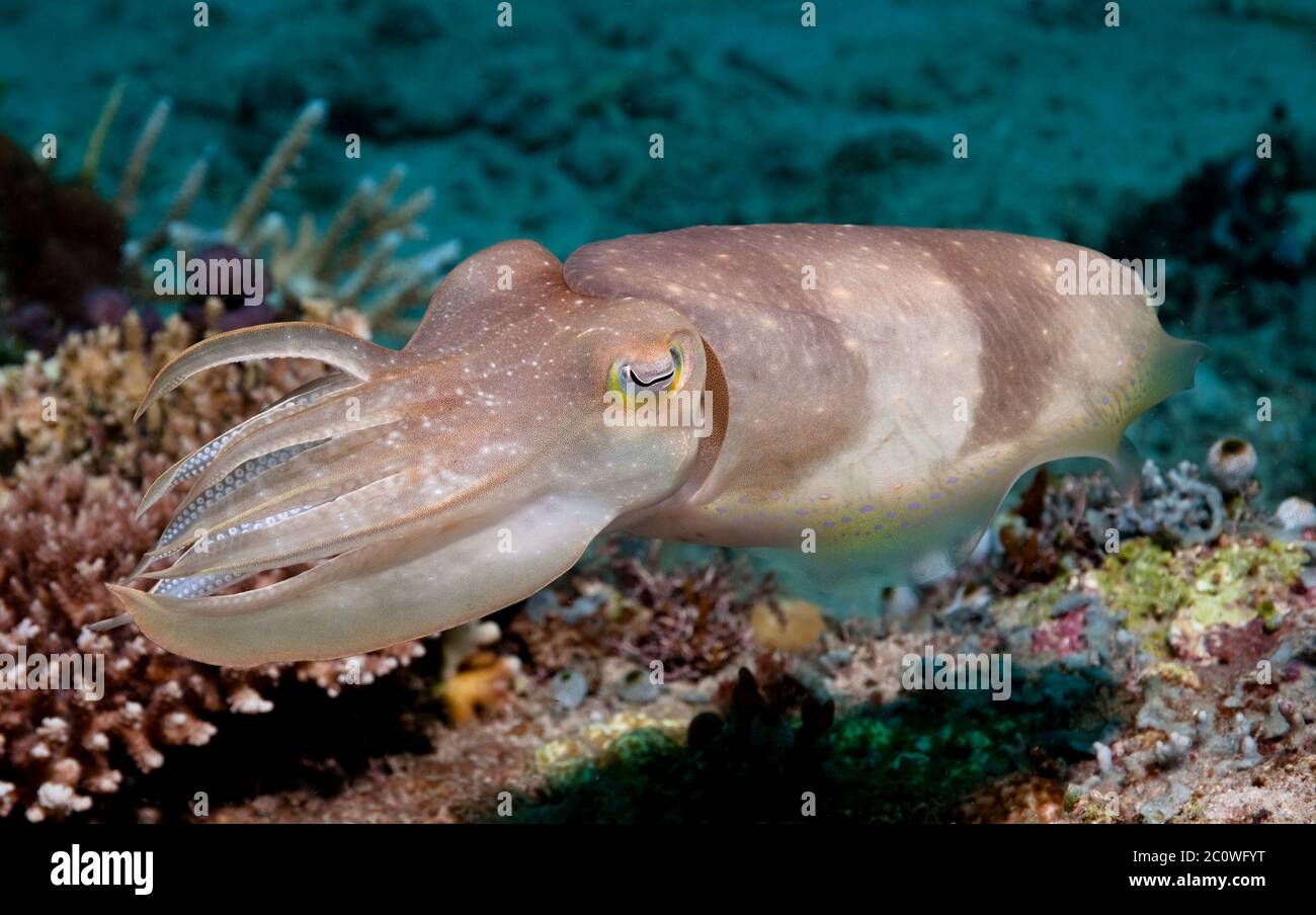 sepia, dive, atoll, squid, corals, asia, sepia, indonesia, fish, eye, organ, Stock Photo