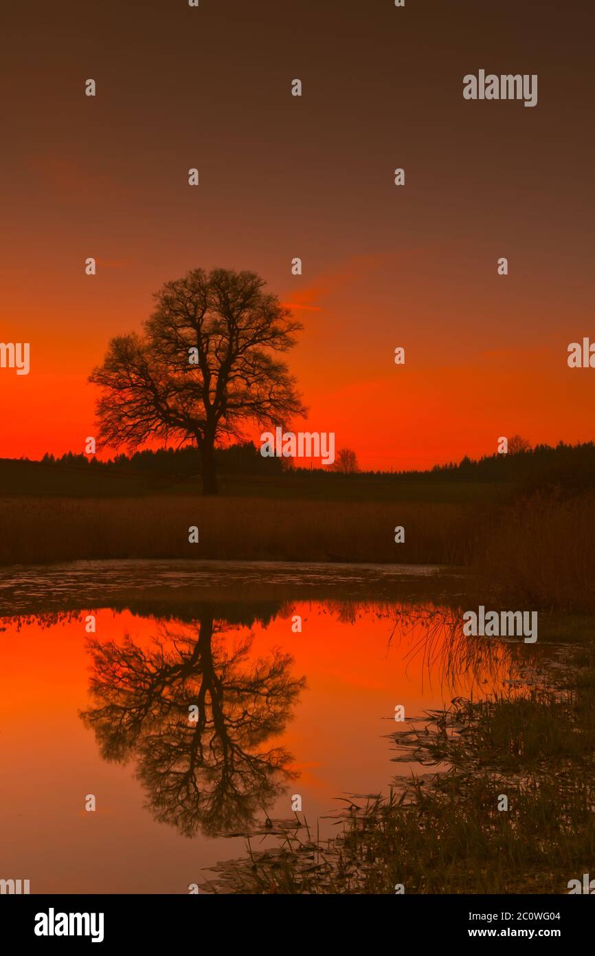 tree, bavaria, mirroring, fresh water, pond, water, red, shine, shines, bright, Stock Photo