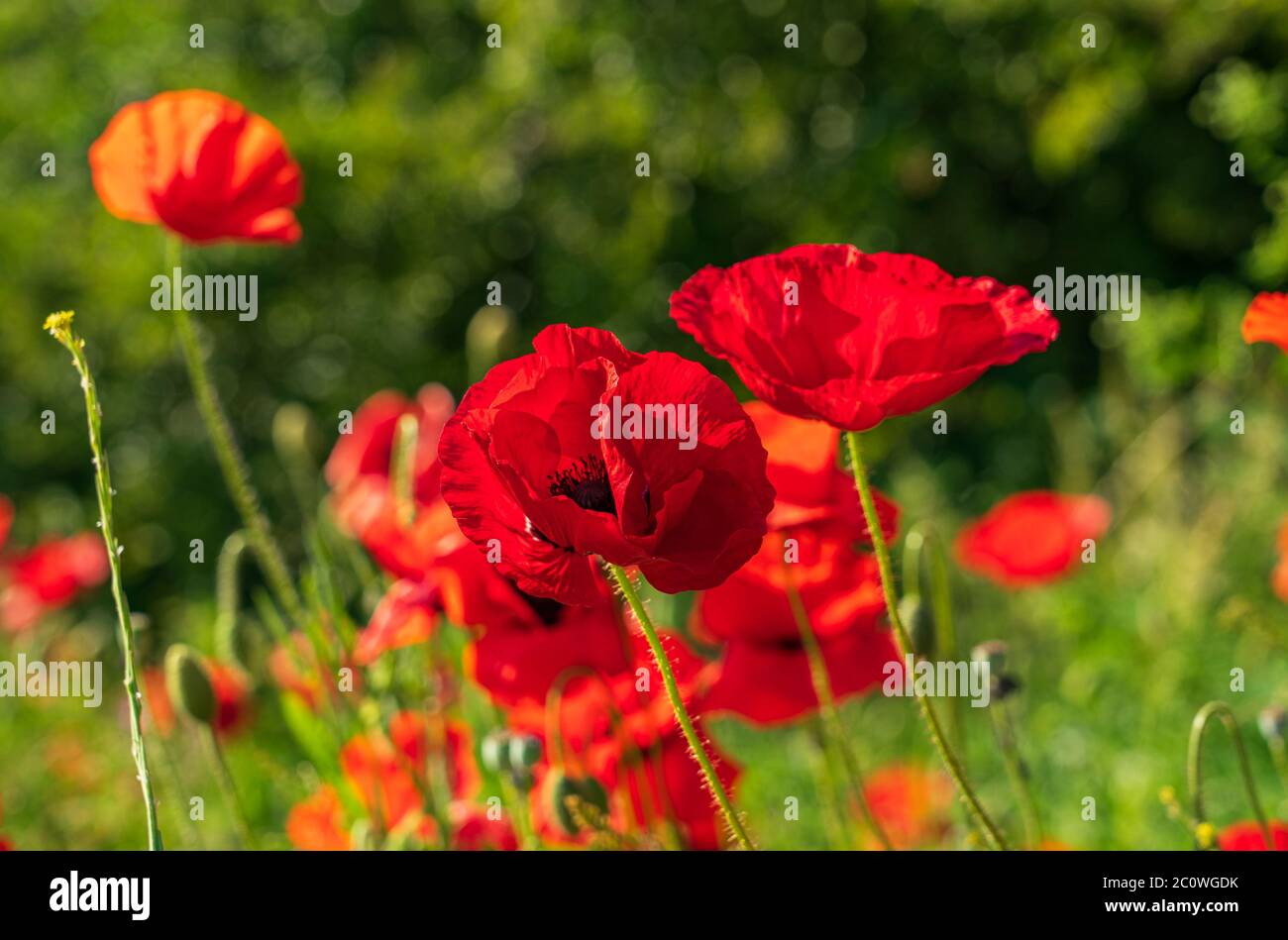 Red poppies black field hi-res stock photography and images - Alamy