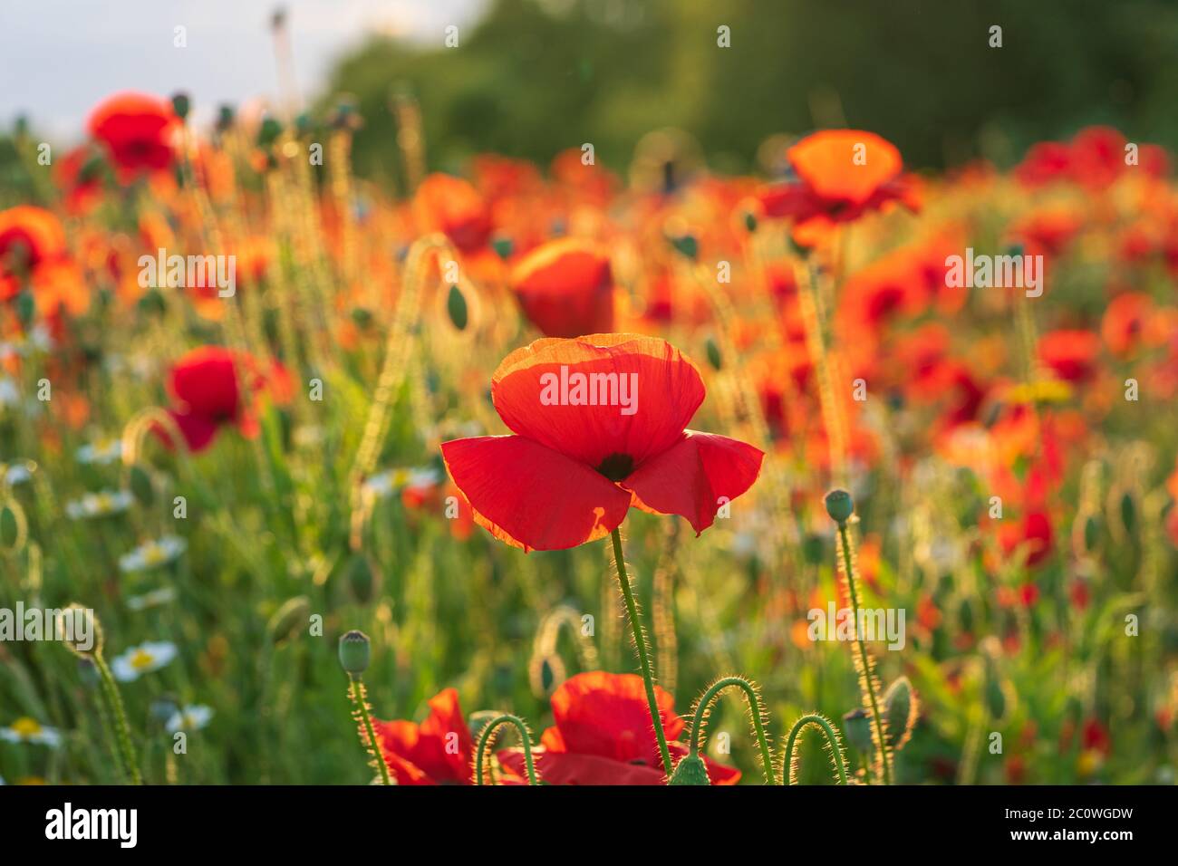 Red poppies black field hi-res stock photography and images - Alamy