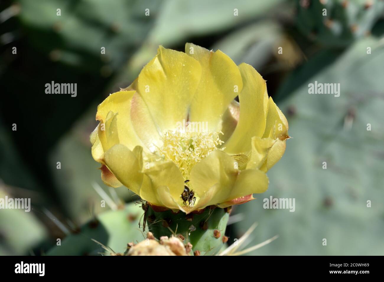 Cactus flower with bee in Athens, Greece Stock Photo