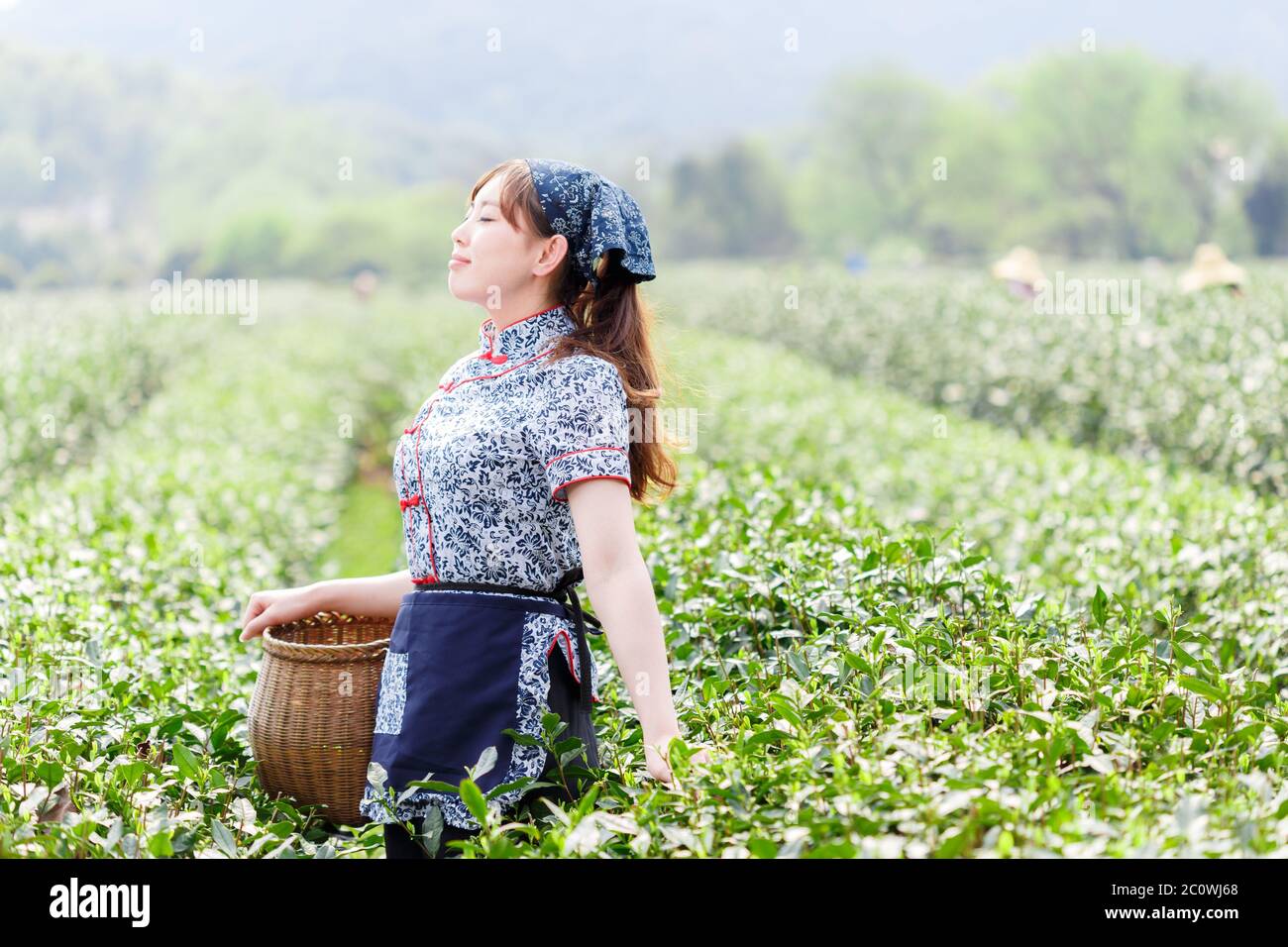 asian beautiful tea girl in plantation Stock Photo