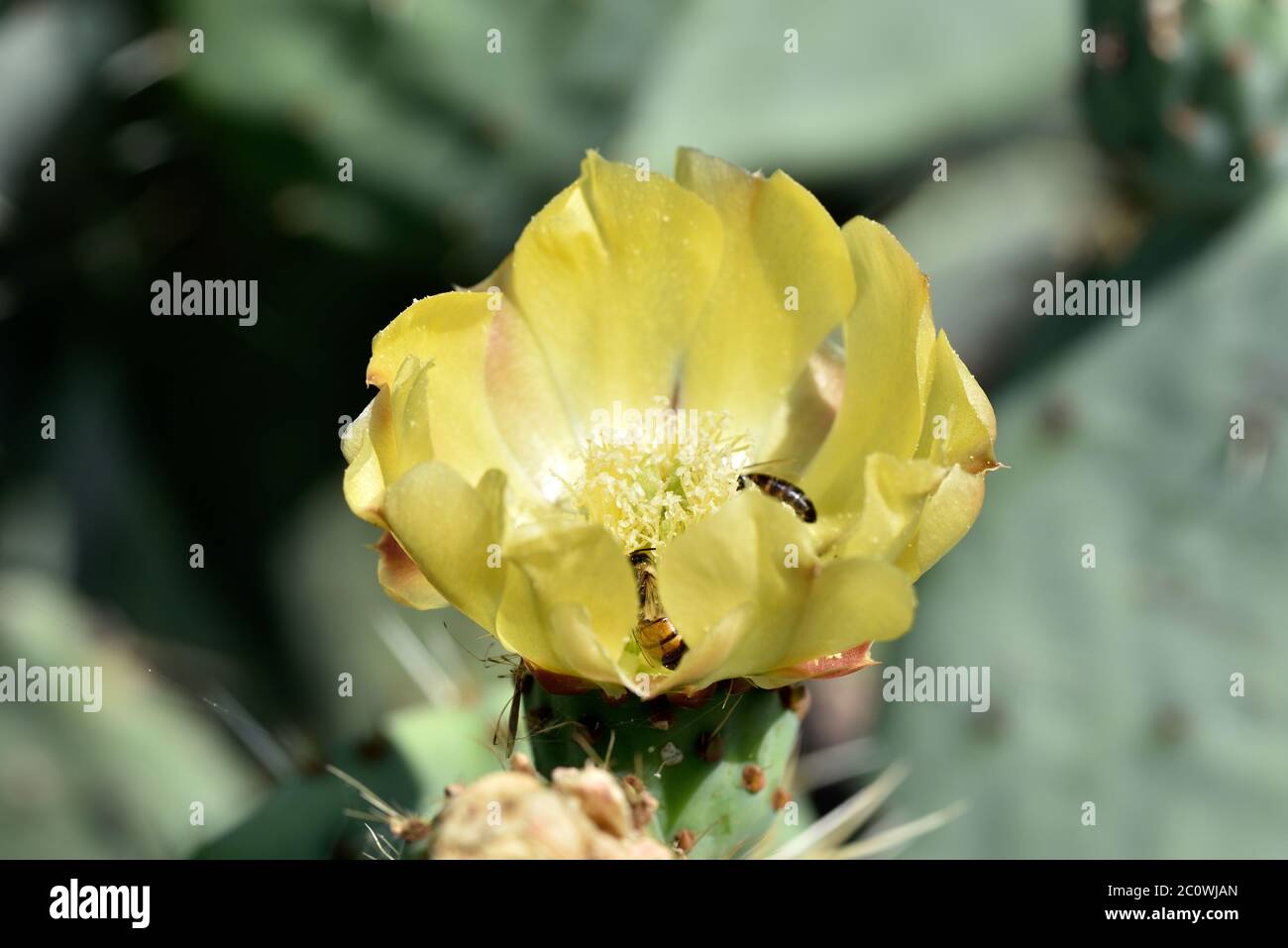 Cactus flower with bee in Athens, Greece Stock Photo