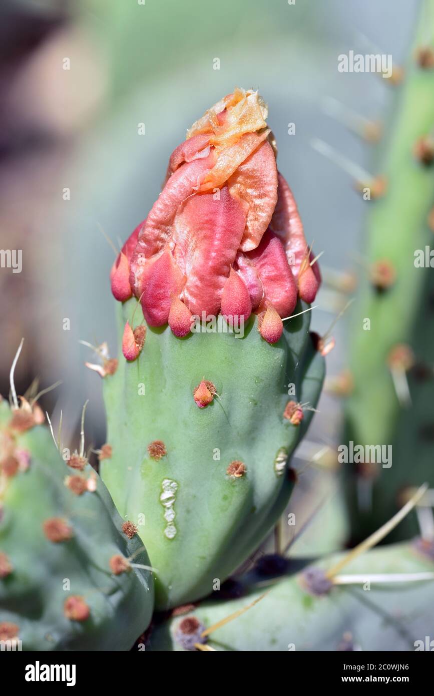 Cactus flower bud in Athens, Greece Stock Photo
