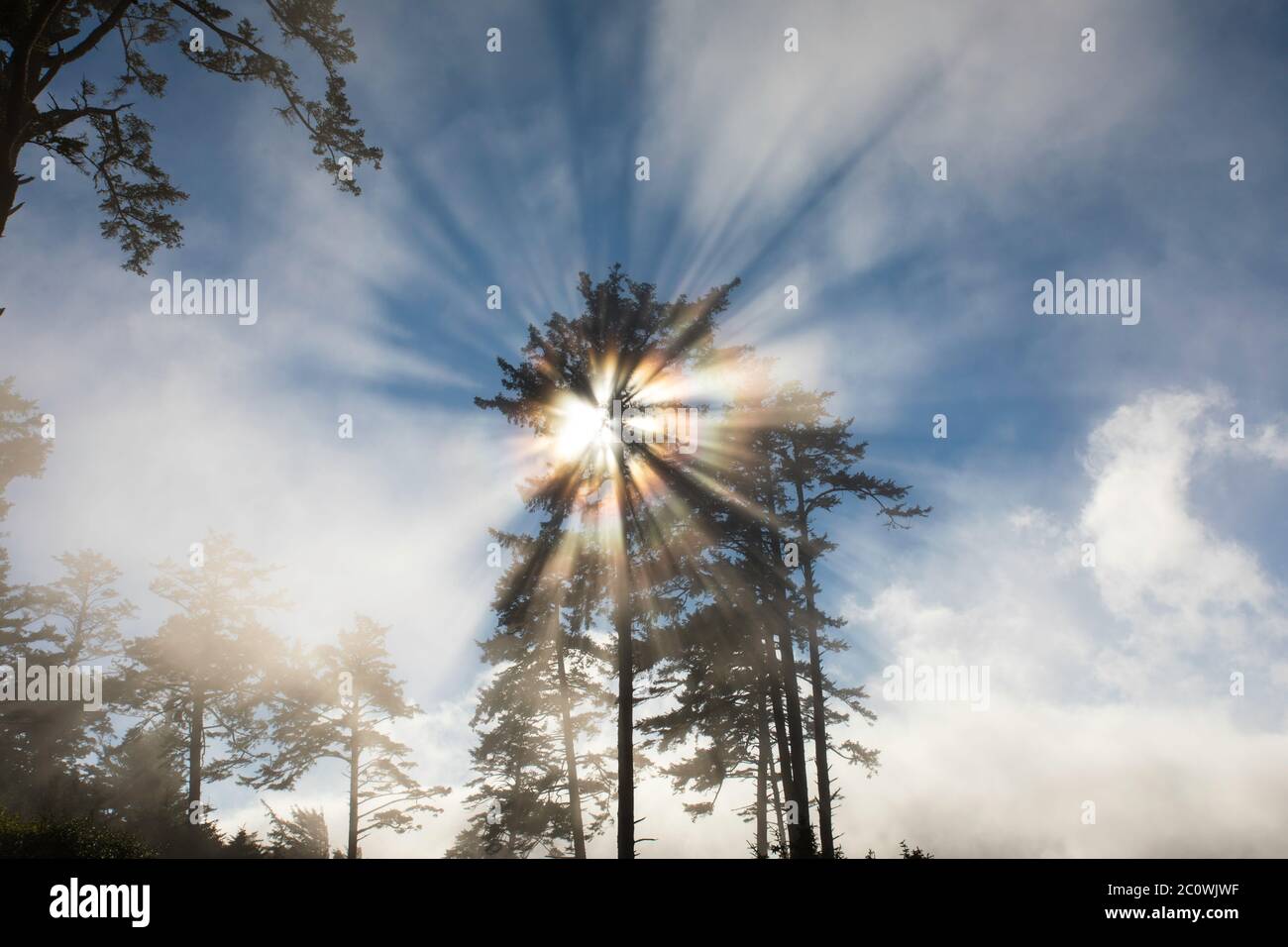 Sun shining through the trees and fog creates a unique look along the coast in Oregon Stock Photo