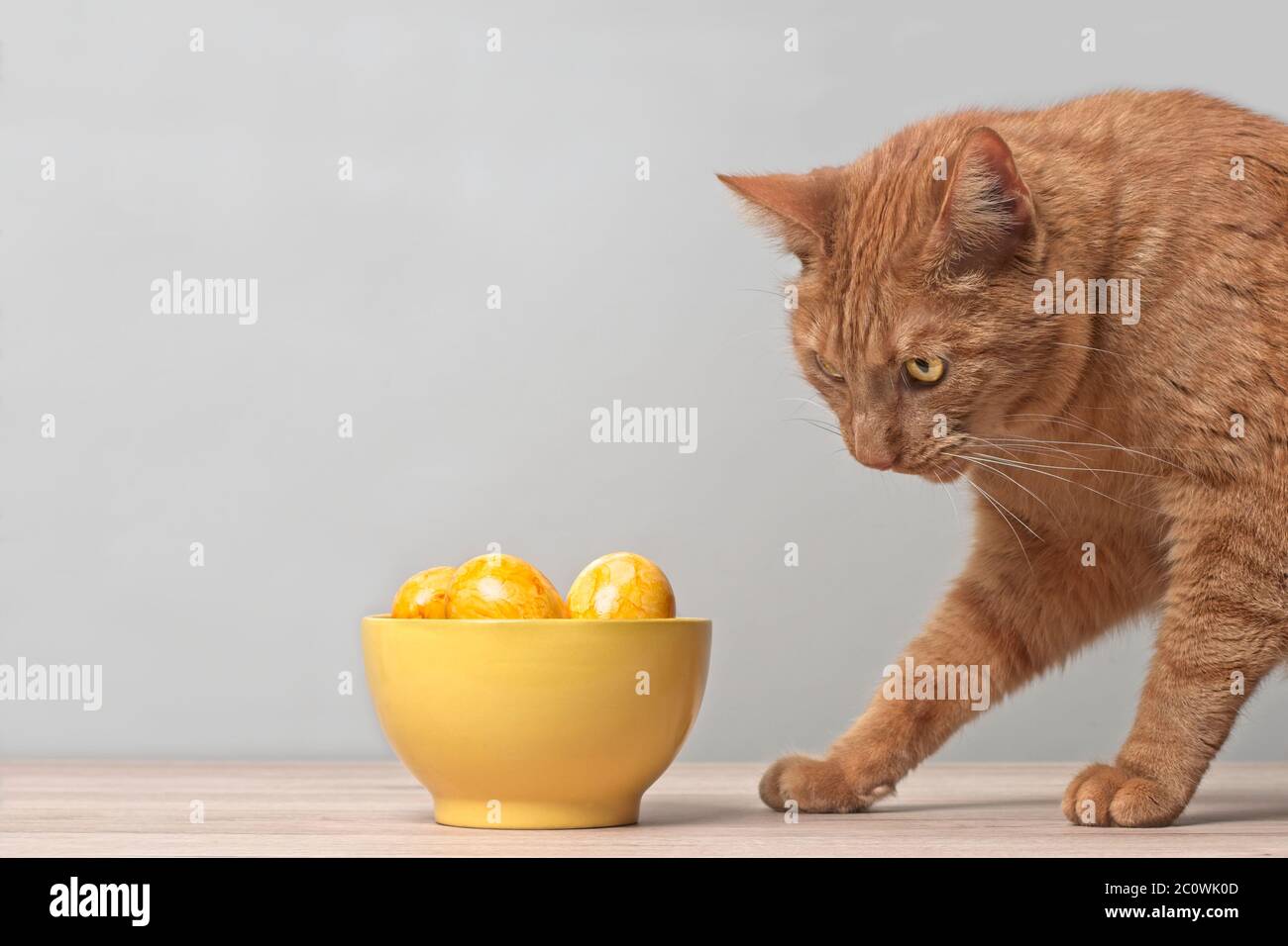 Funny ginger cat looking curious to easter eggs in a yellow bowl. Horizontal image with copy space. Stock Photo