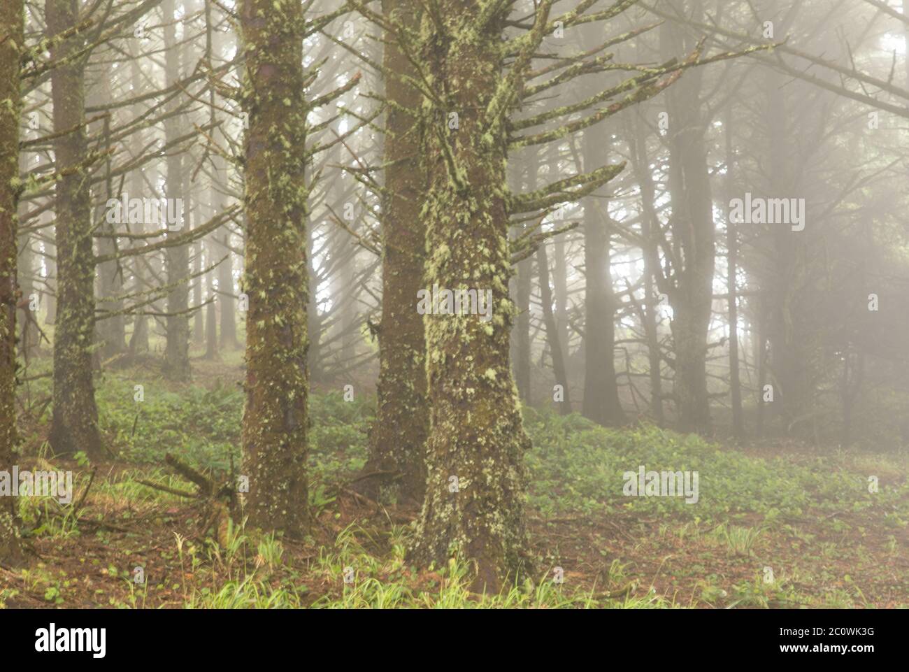 Moss covered trees in the fog along the Oregon coast Stock Photo