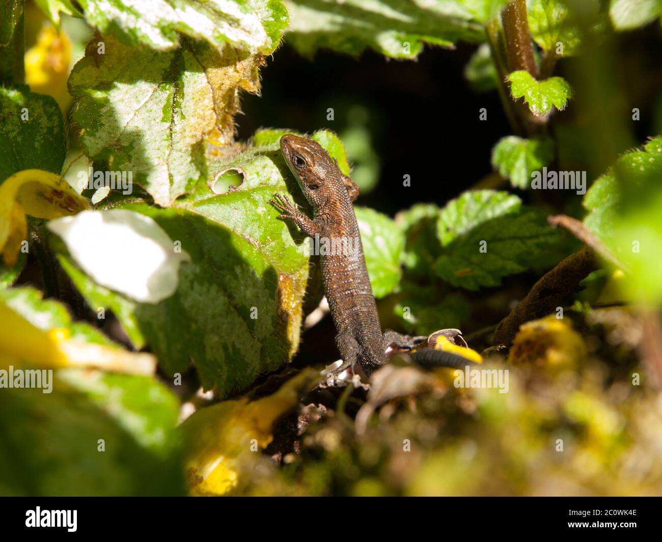 Grass lizard climbing on the green leaf in the garden, detailed view Stock Photo