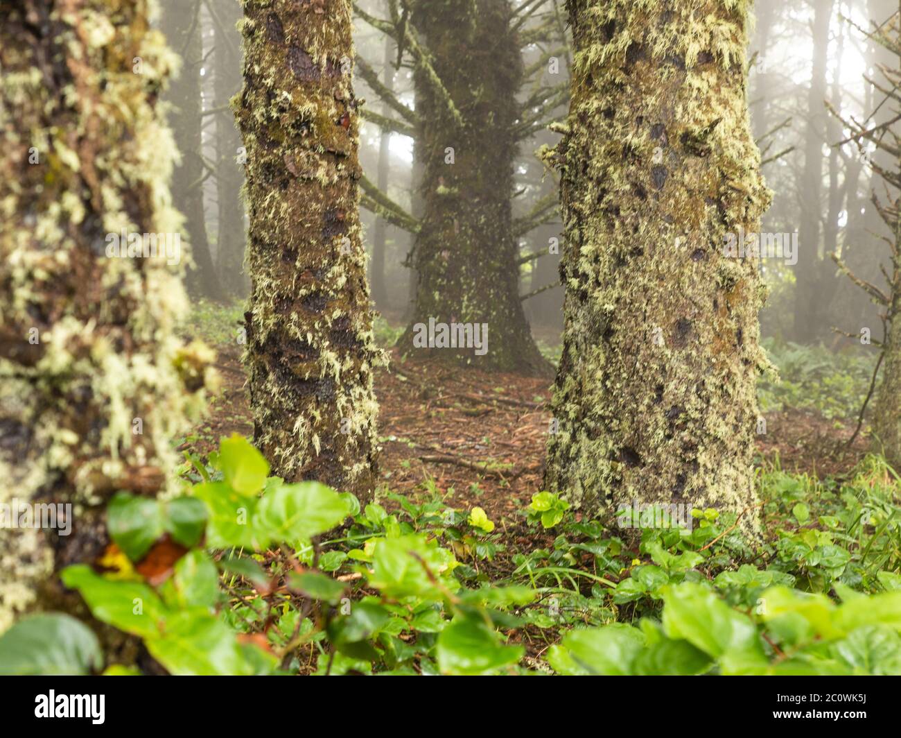 Moss covered tree trunks in the fog along the Oregon coast Stock Photo
