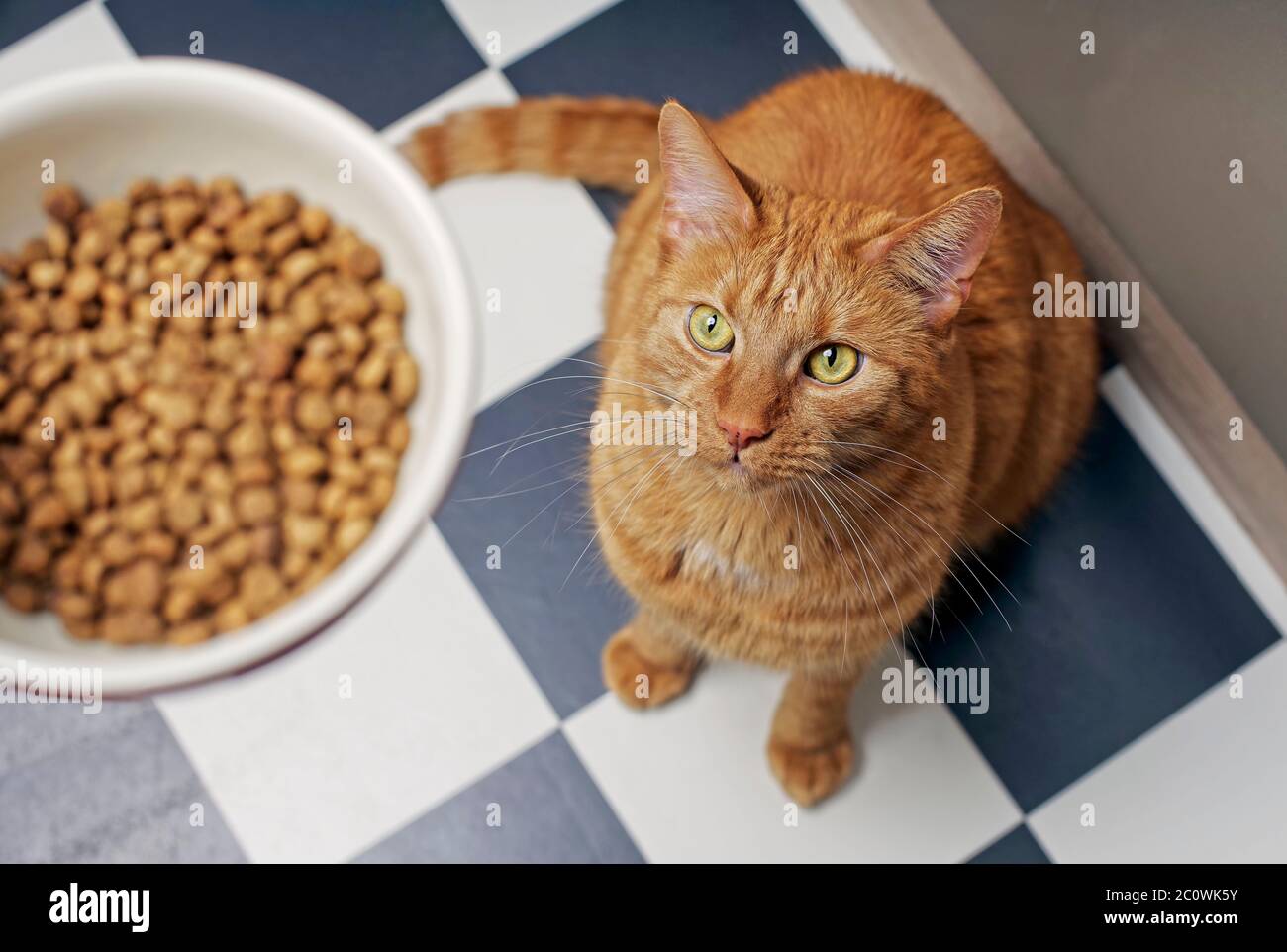 Cute ginger cat looking funny up to a full food bowl. Stock Photo