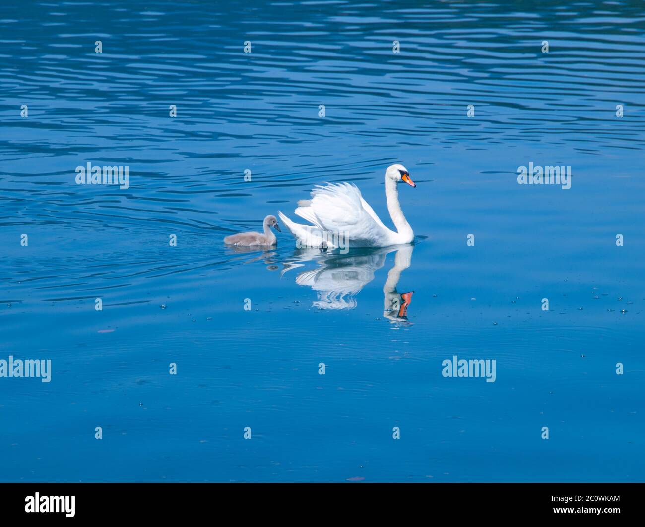 White swan with young grey cygnet on a blue lake Stock Photo