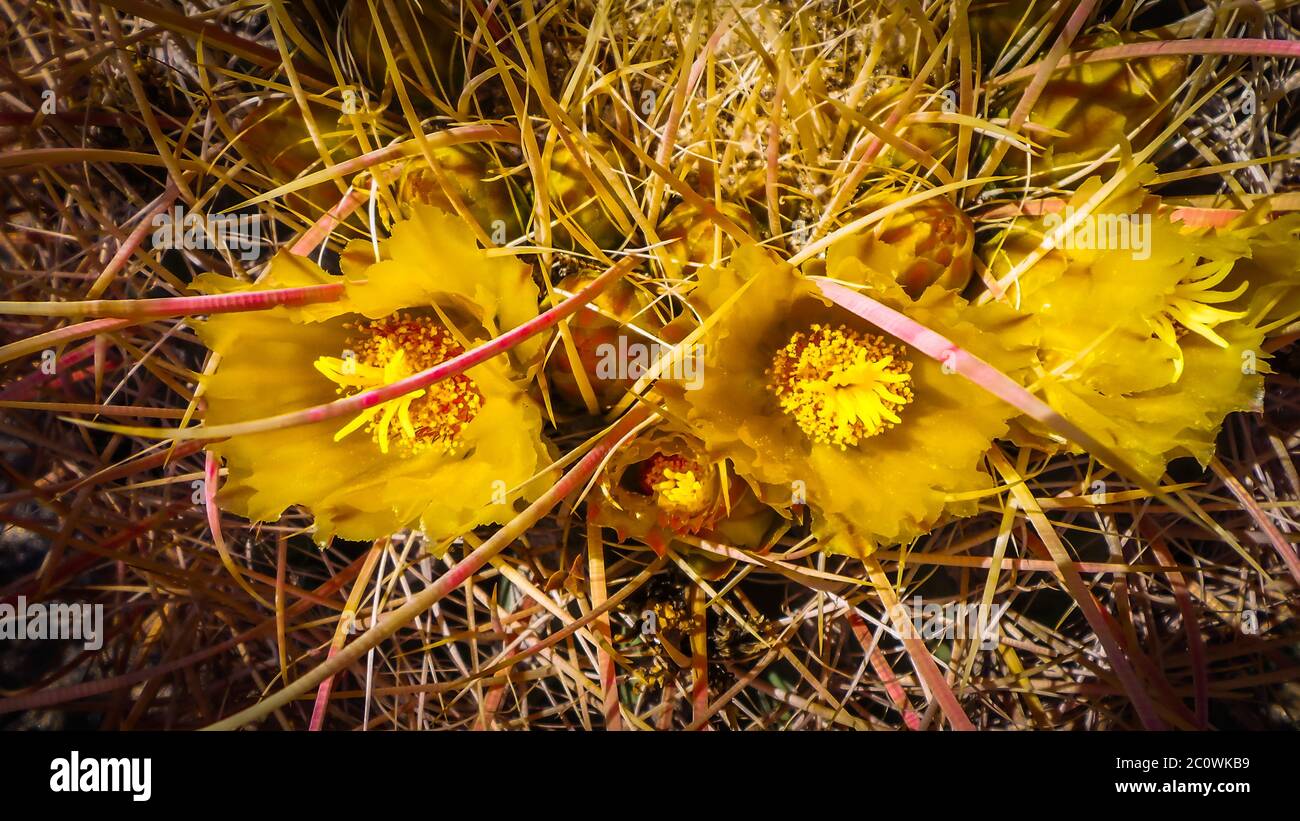 Close up of Barrel Cactus flowers in bloom at springtime in the Anza-Borrego Desert State Park, California Stock Photo