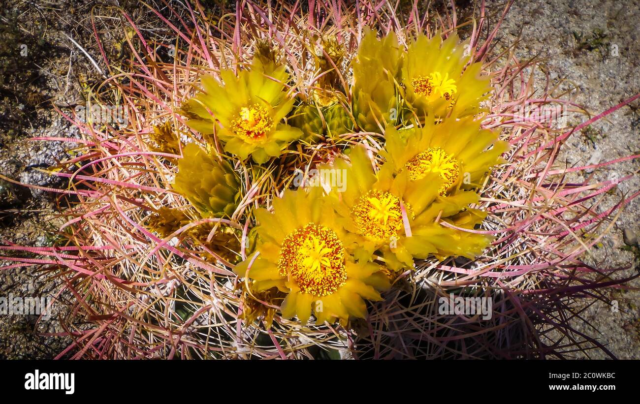 Close up of Barrel Cactus flowers in bloom at springtime in the Anza-Borrego Desert State Park, California Stock Photo