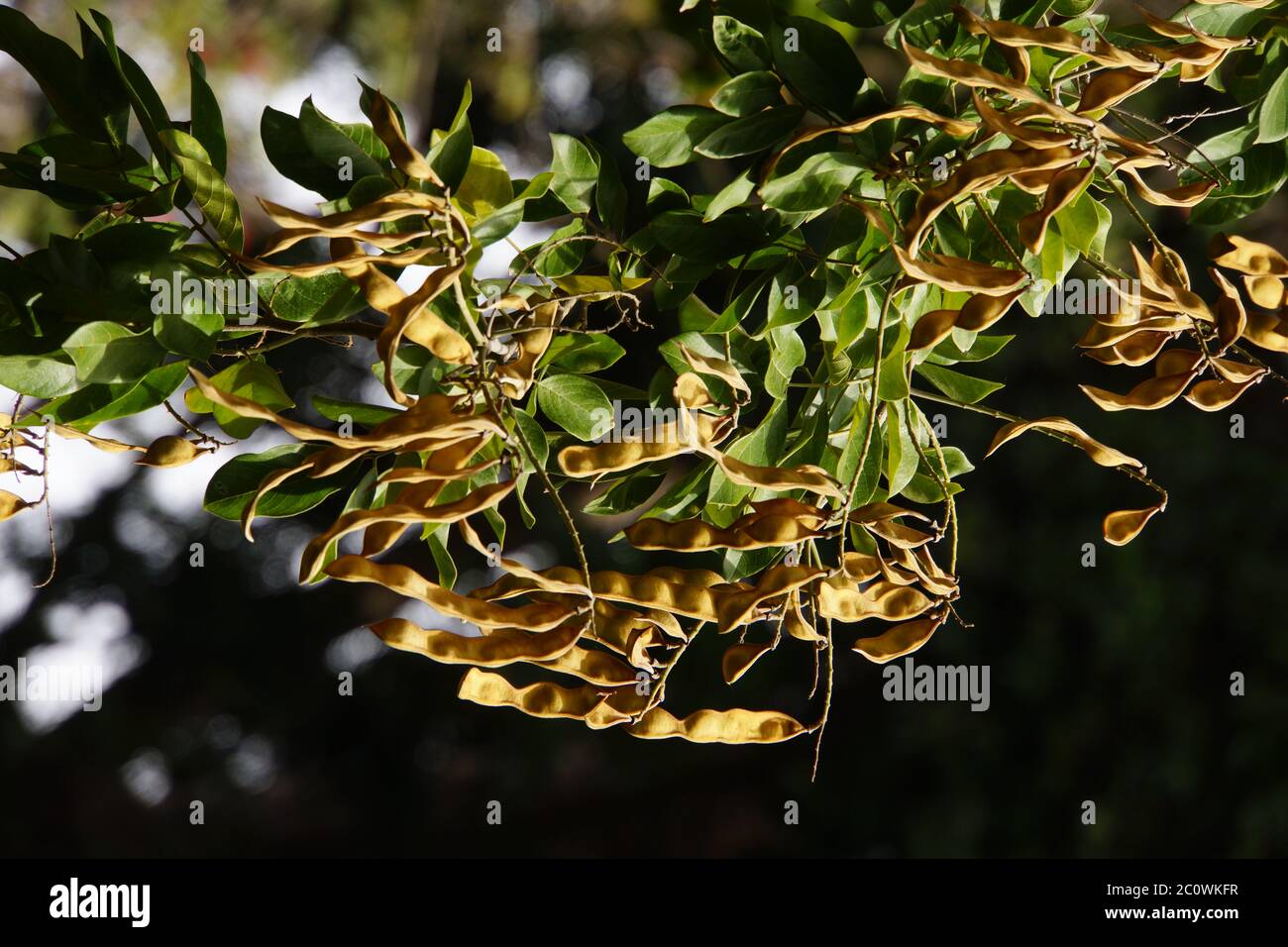 Fruits of the rosewood tree (Dalbergia domingensis , synonym Lonchocarpus sericeus.) Stock Photo