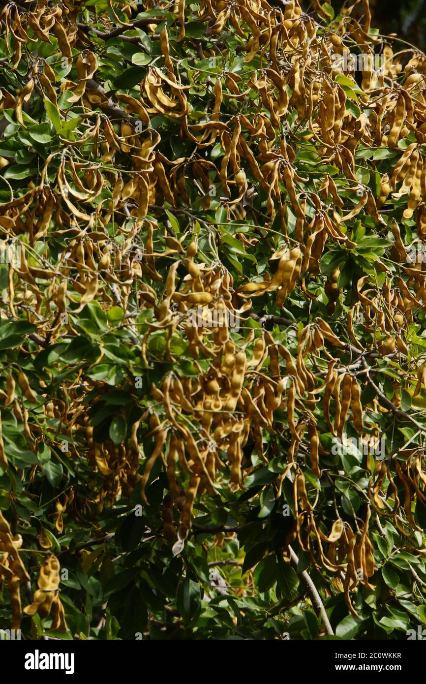 Fruits of the rosewood tree (Dalbergia domingensis , synonym Lonchocarpus sericeus.) Stock Photo