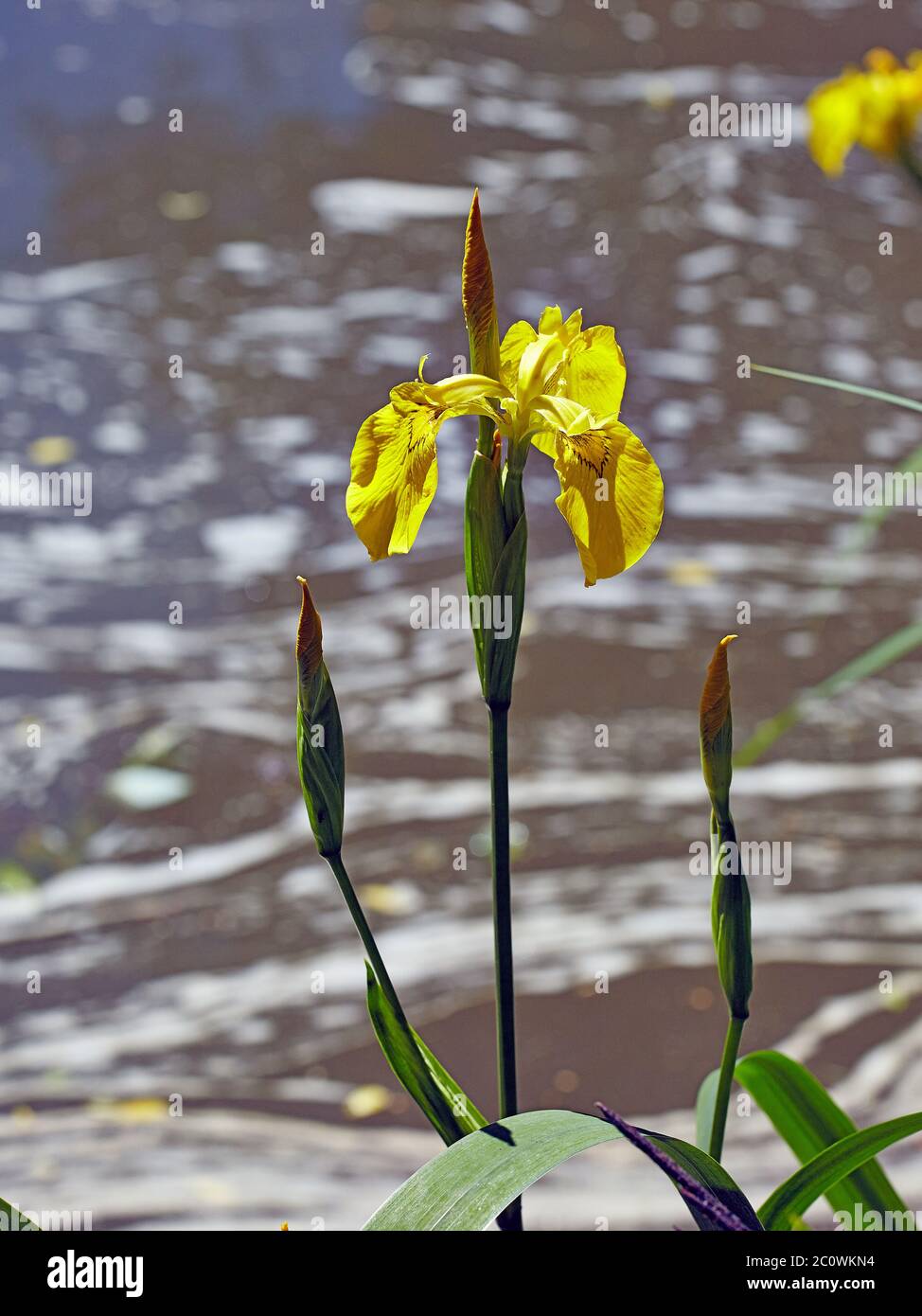 Yellow flag iris Iris pseudacorus grows in wetlands marshes and waterside margins Stock Photo