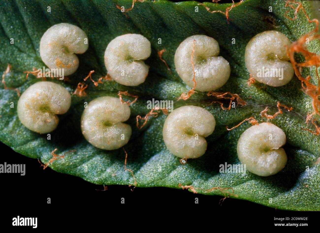 Fern underside sporangia, sori, spores Stock Photo