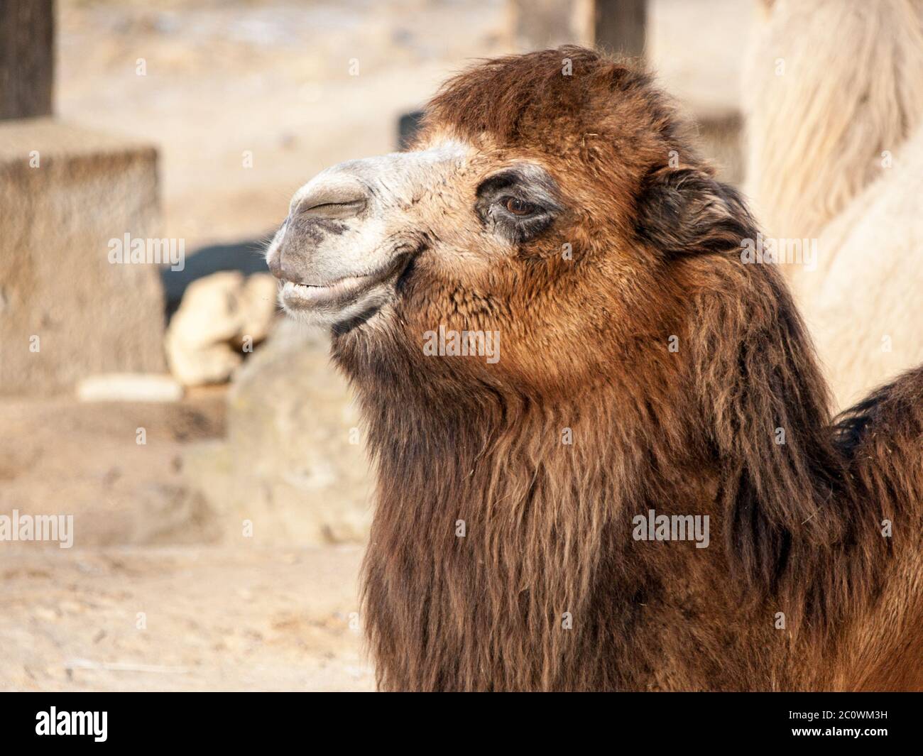 Close-up portrait of Domestic Bactrian Camel, Camelus bactrianus ferus, with long brown fur lying on the ground, native to the steppes of Central Asia Stock Photo