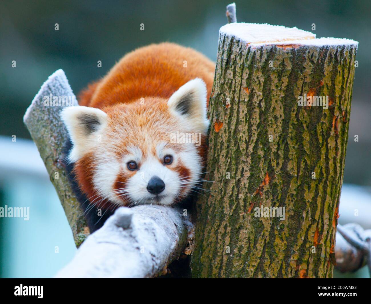 Red panda, aka lesser panda, Ailurus fulgens, lying on a branch. Stock Photo