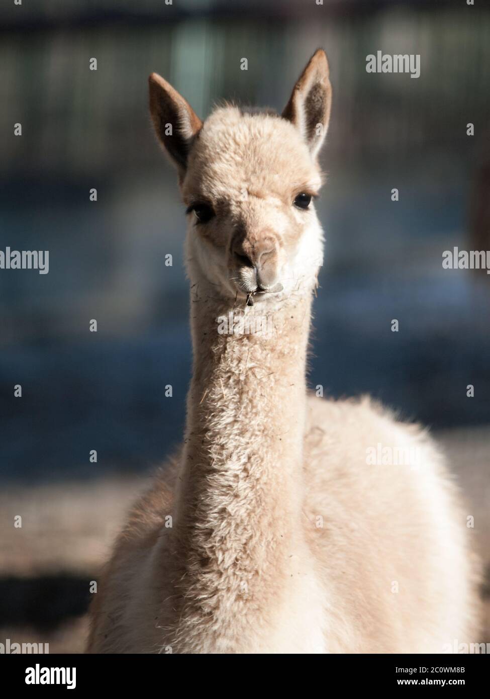 Vicuna, Vicugna vicugna, close-up portrait of wild South American camelid, relative of llama and living high andean areas of Argentina, Bolivia, Chile, Peru and Ecuador Stock Photo