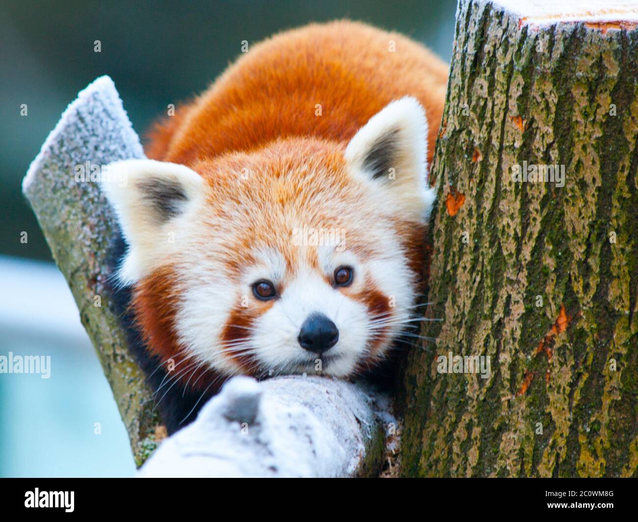 Red panda, aka lesser panda, Ailurus fulgens, lying on a branch. Stock Photo