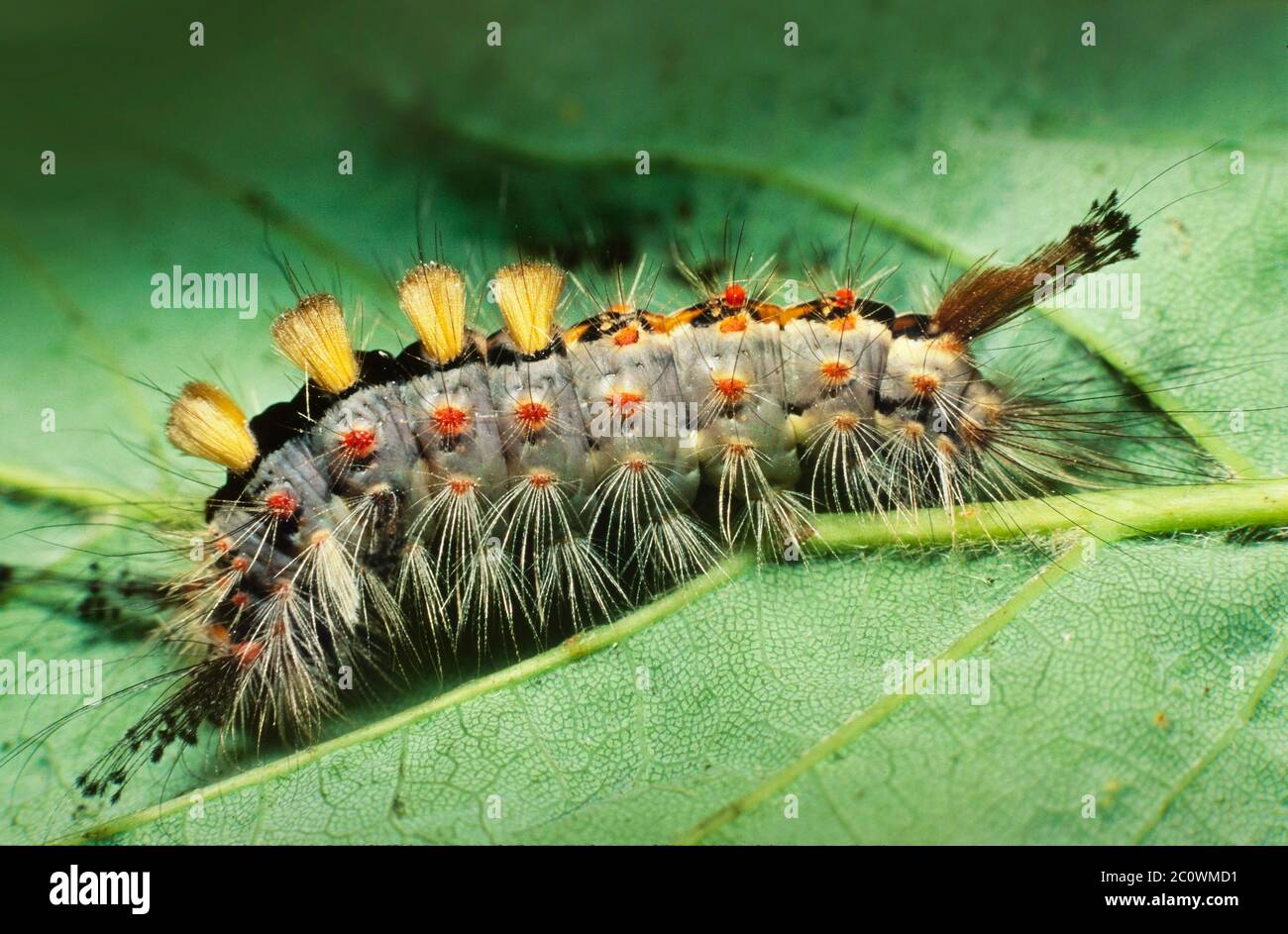 Vapourer moth caterpllar in defensive posture, Orgyria antiqua Stock Photo