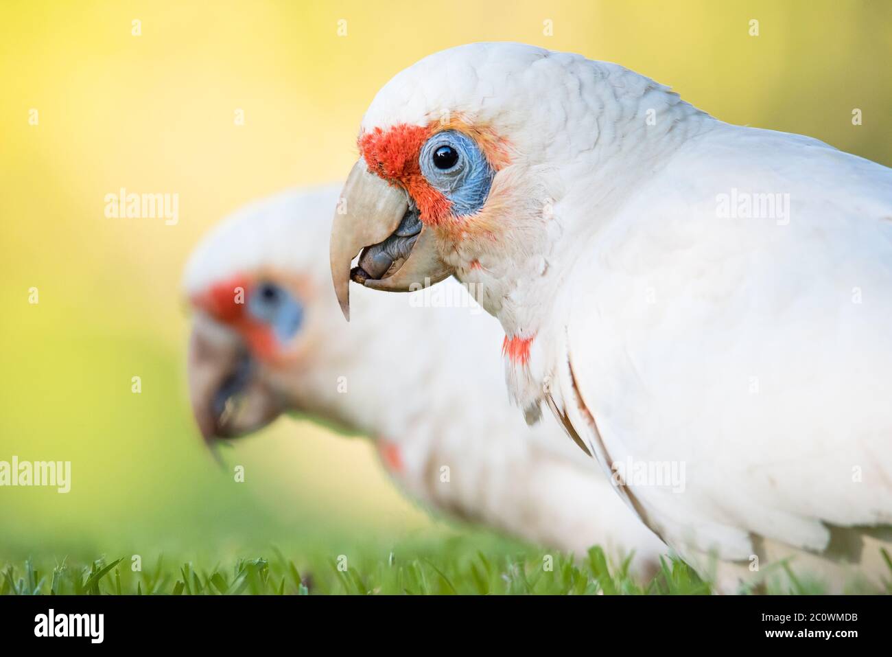 Two Long Billed Corellas forage for a meal near the Adelaide Botanic Gardens in South Australia. Stock Photo