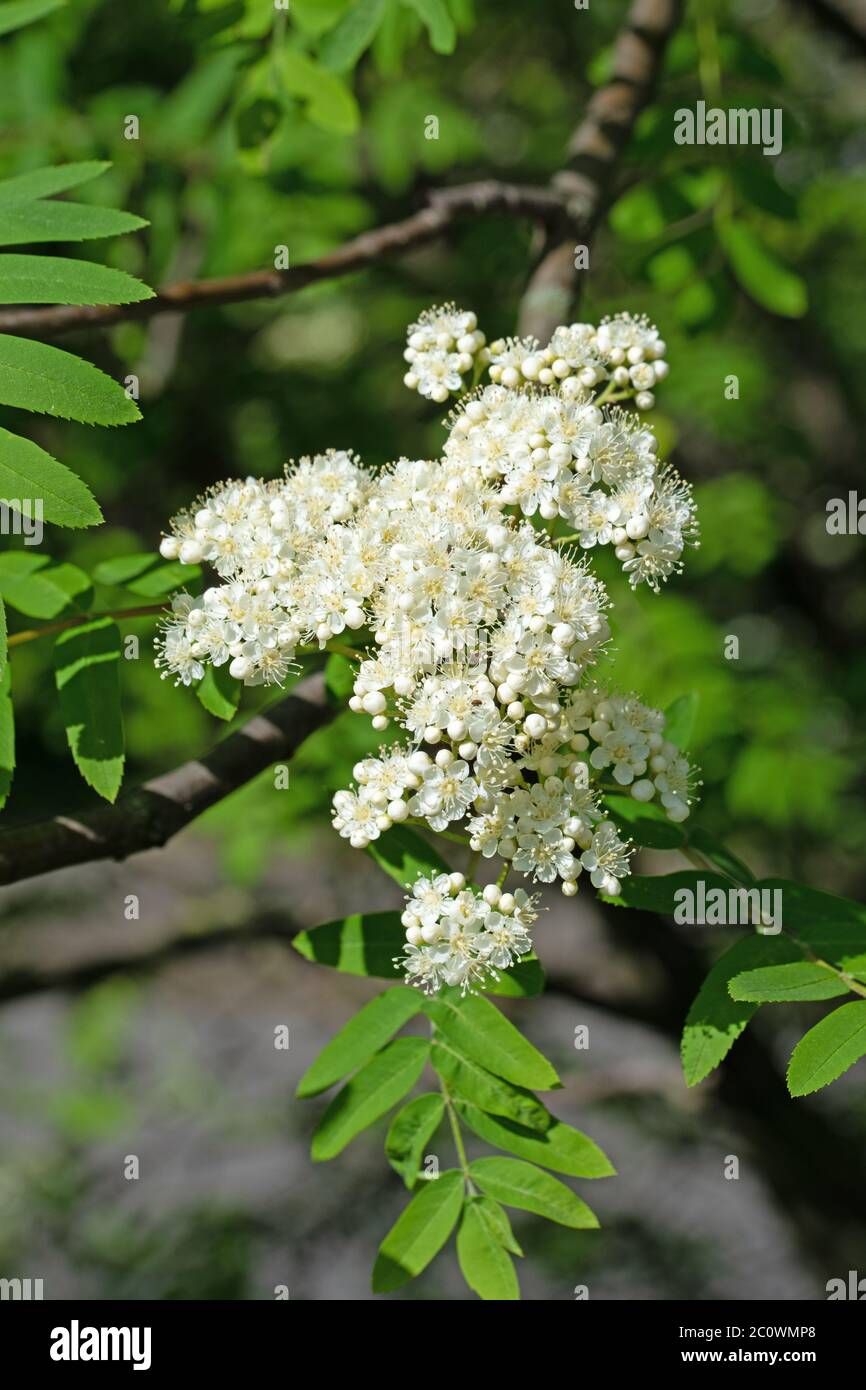 Ash blossoms hi-res stock photography and images - Alamy