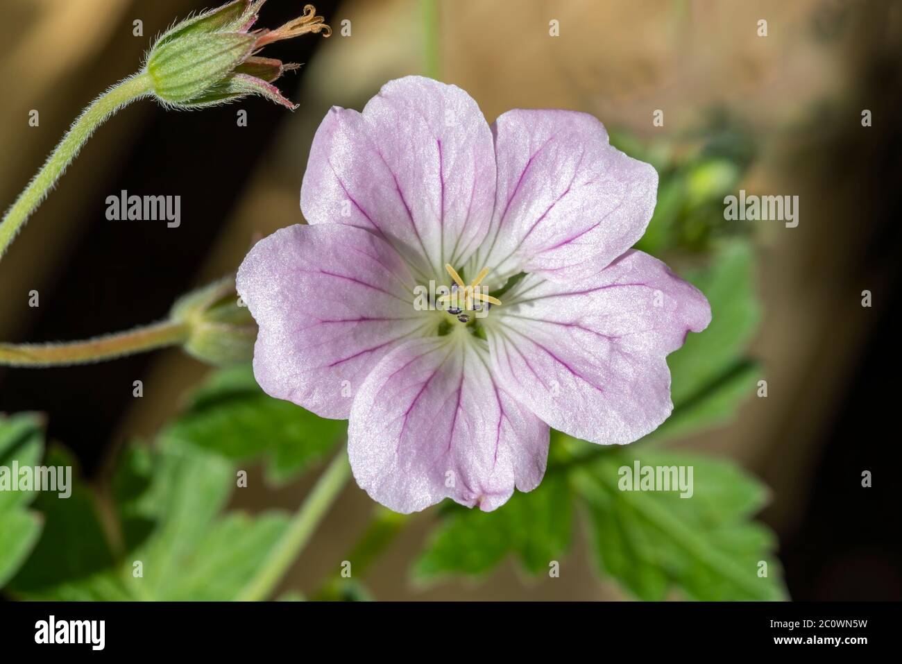 Geranium Bremdream Hi res Stock Photography And Images Alamy