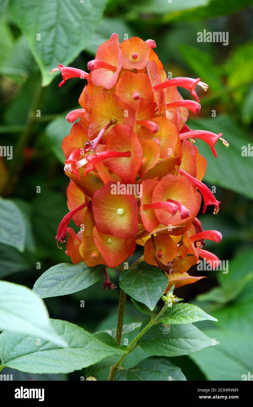 Red Chinese hat plant (Holmskioldia sanguinea) Stock Photo