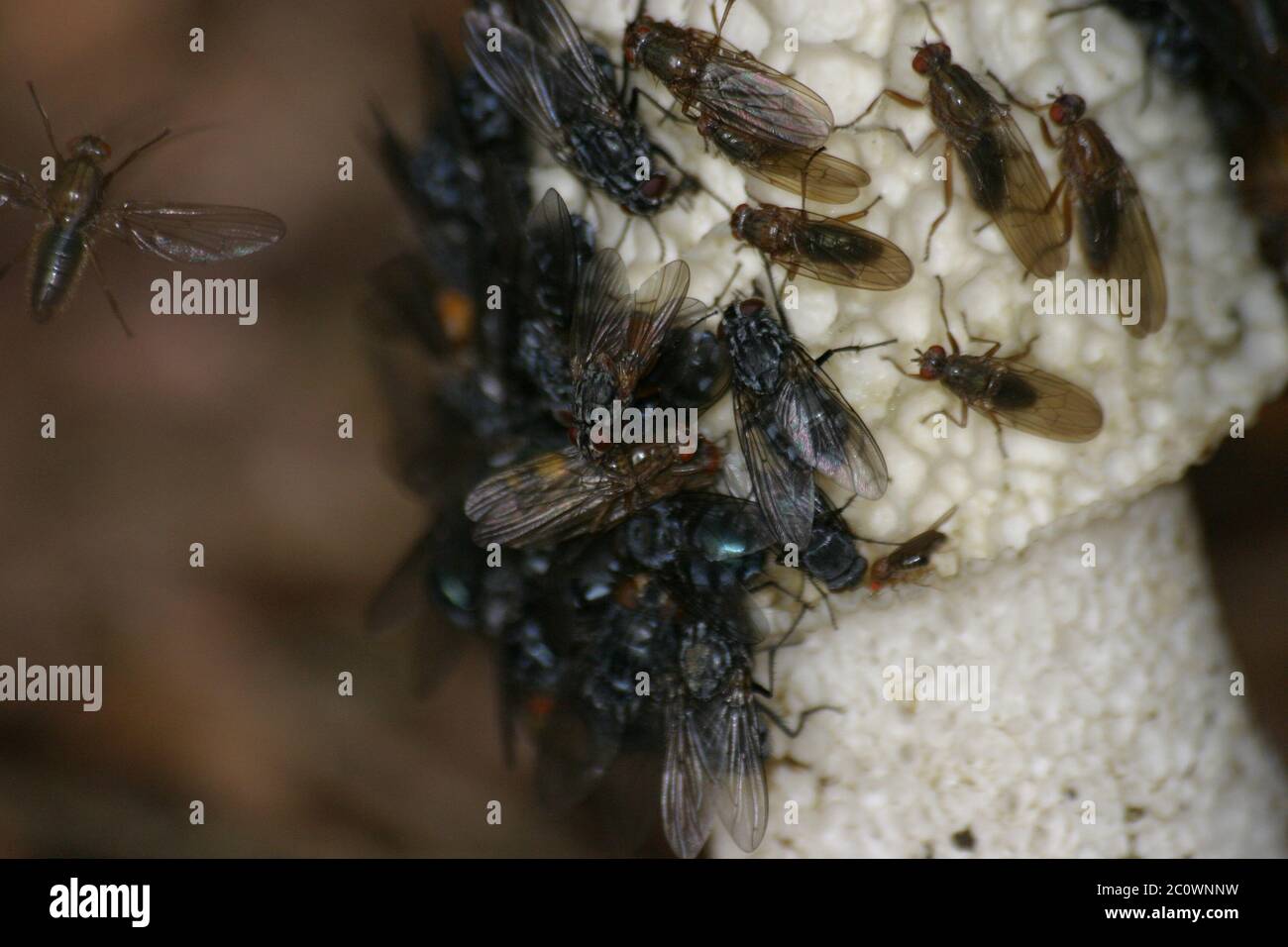 Stinkmorchel with flies Stock Photo