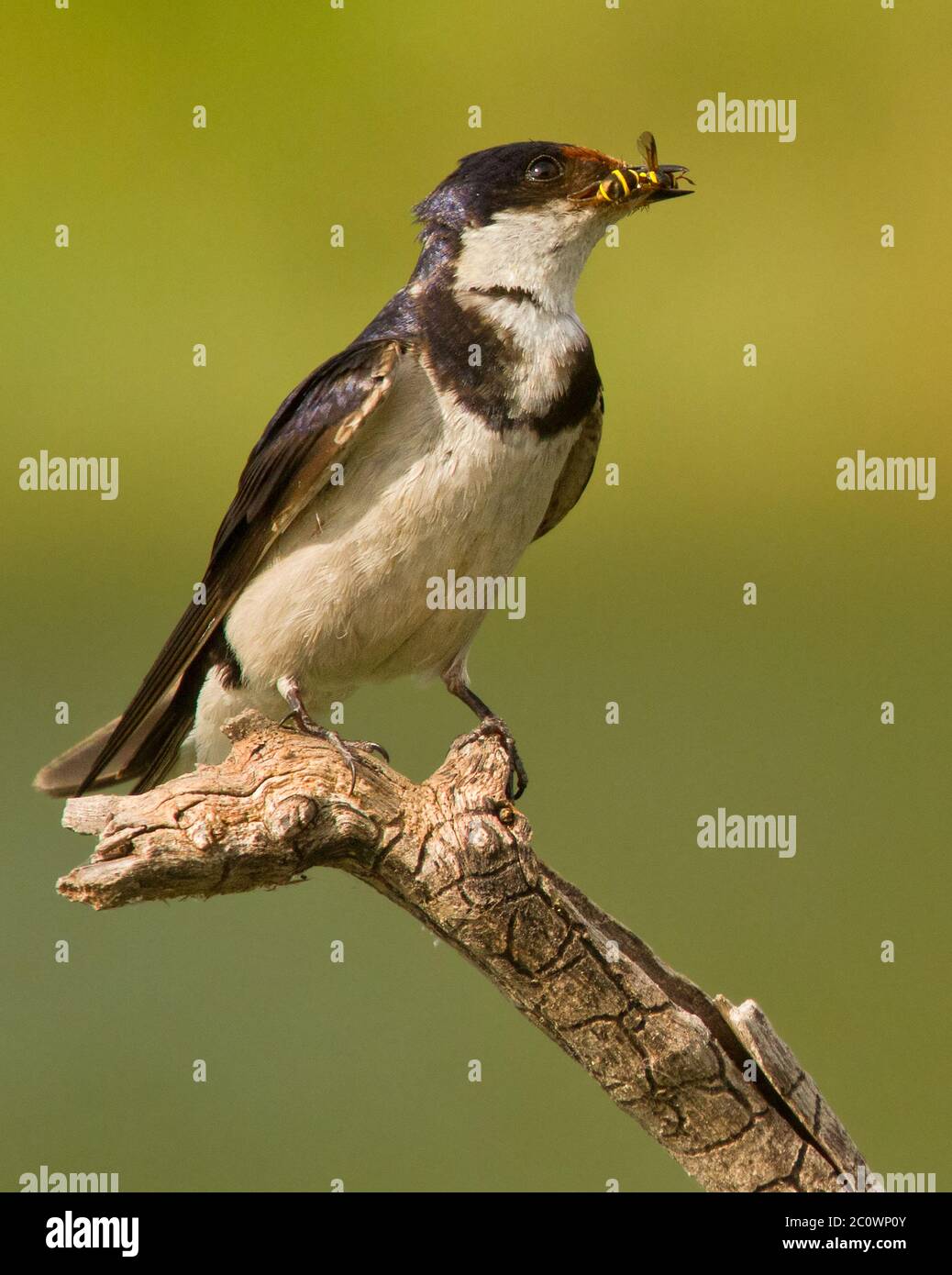 bird with food, insect Stock Photo Alamy