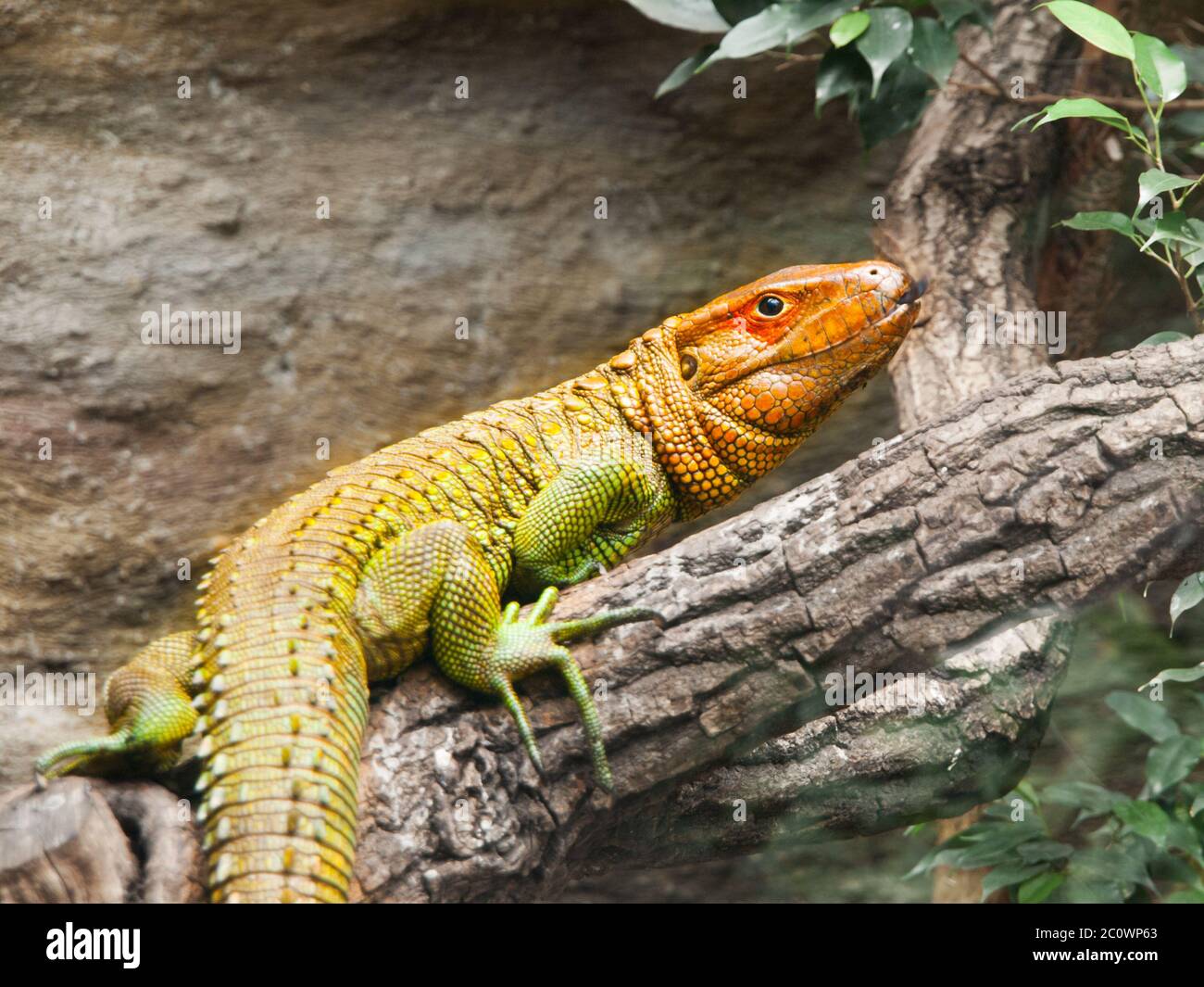 Colorful northern caiman lizard, Dracaena Guianensis, lizard sitting on the tree. Natively found in the jungle of South America. Stock Photo